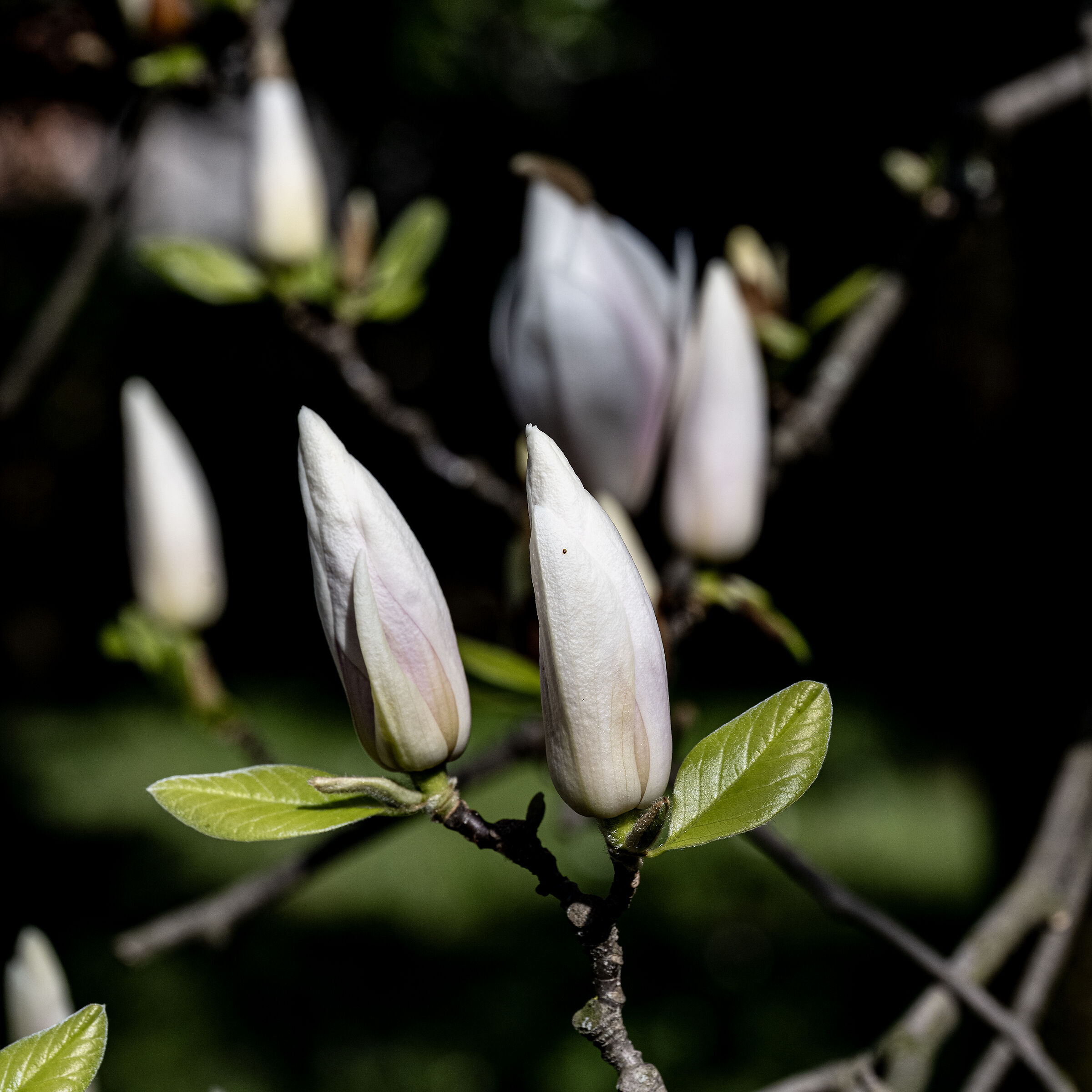 Japanese Magnolia