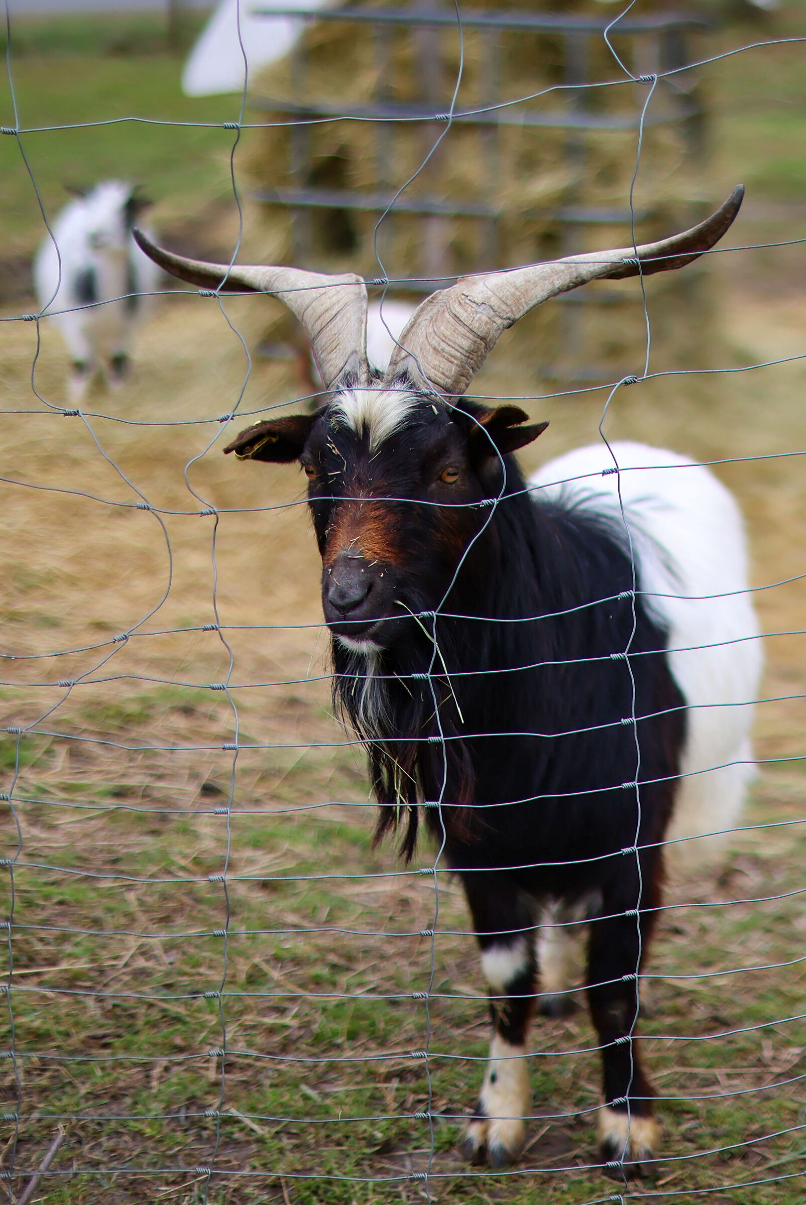 Ziegenbock 01
