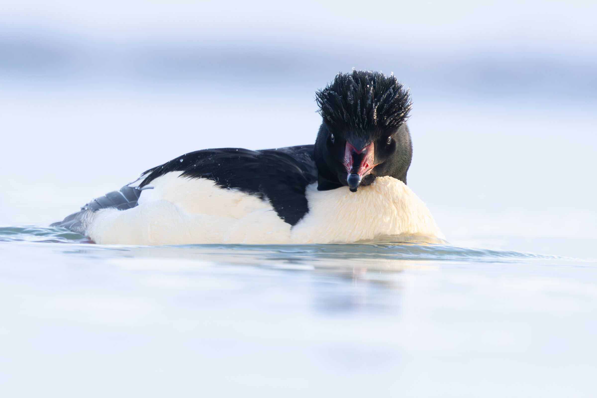 Goosander
