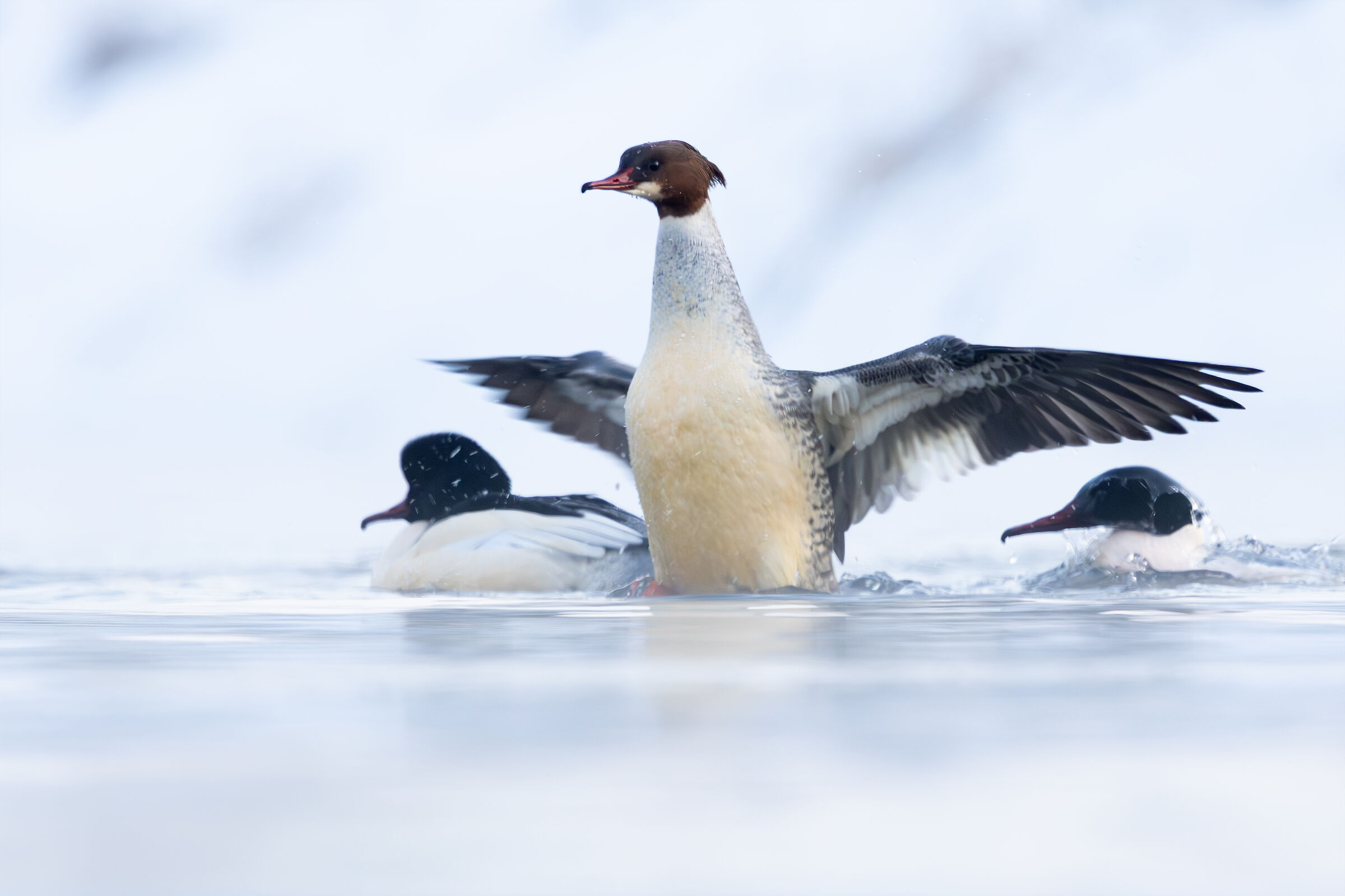 Goosanders