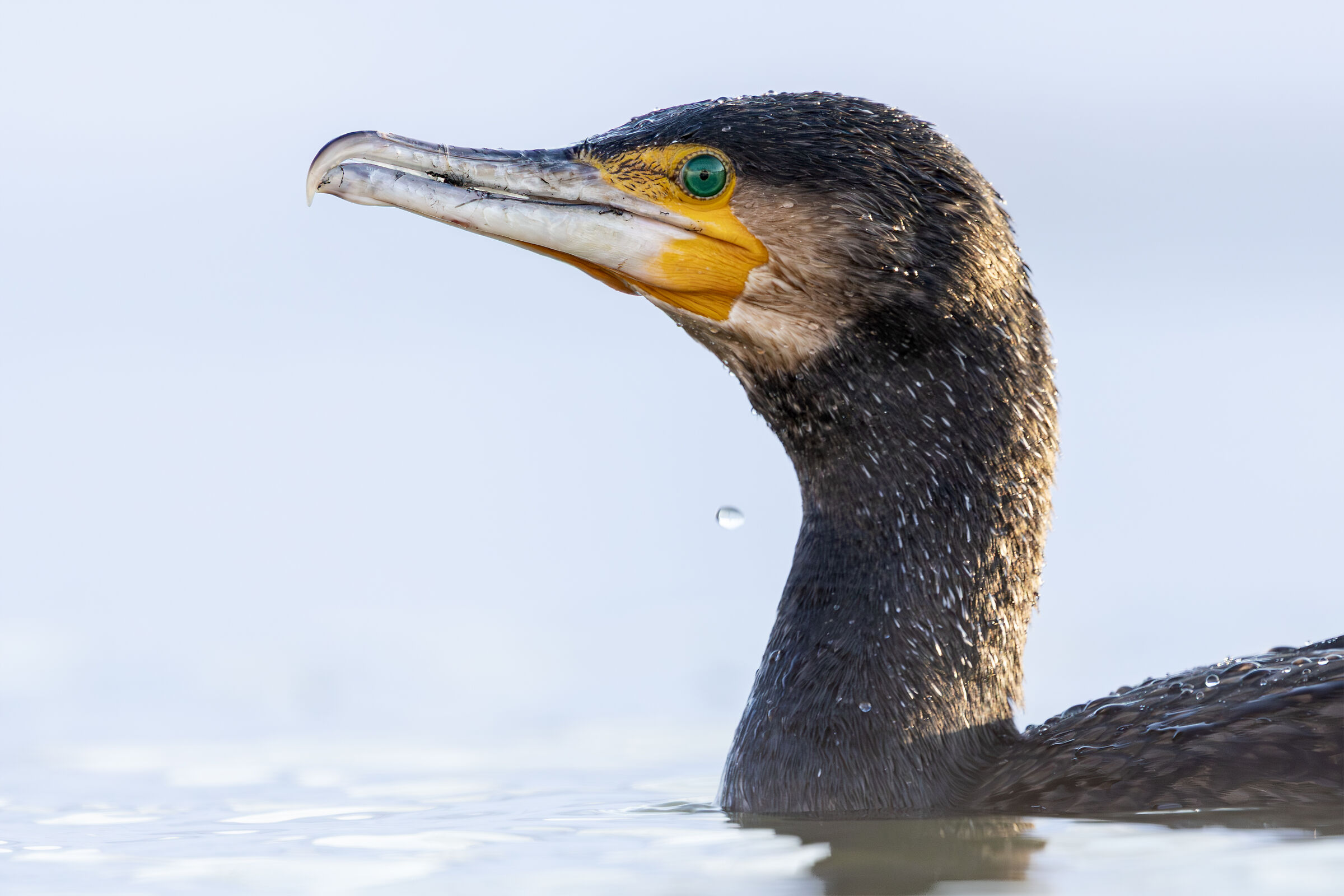 Cormorano