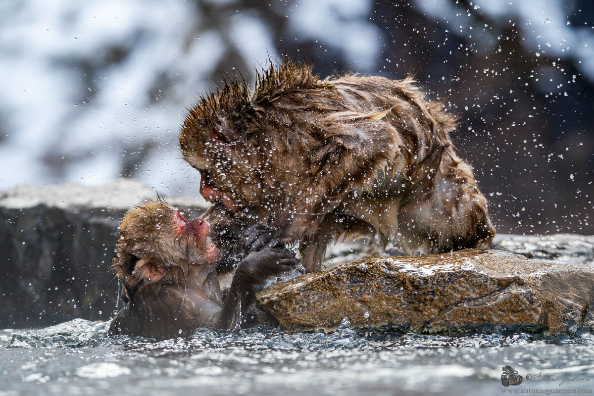 Battibecchi - Snow monkey