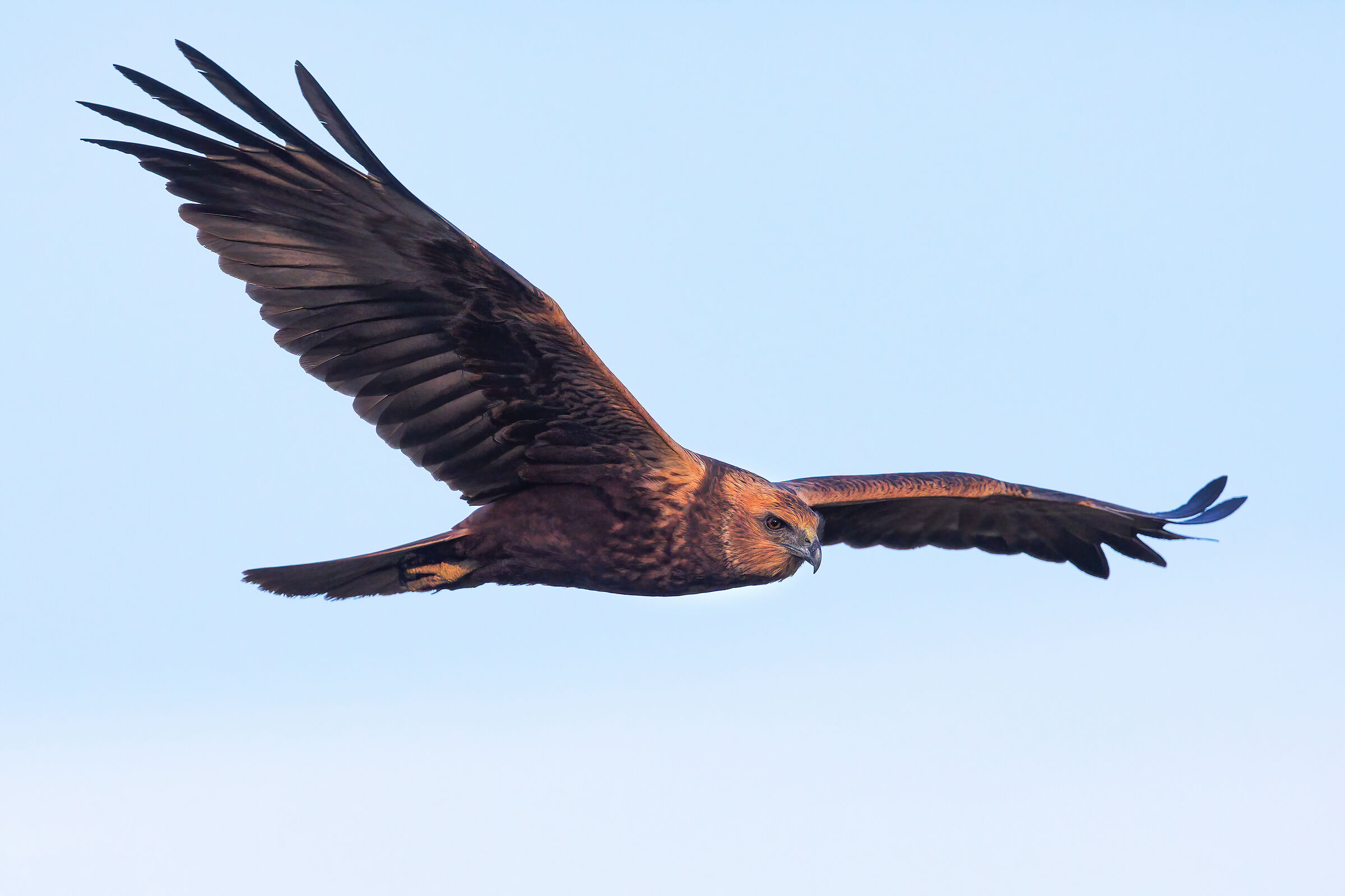 Falco di palude