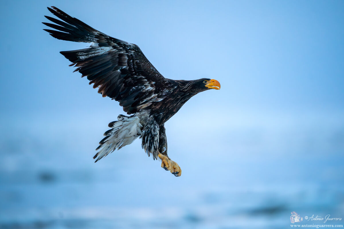Aquila di mare di Steller