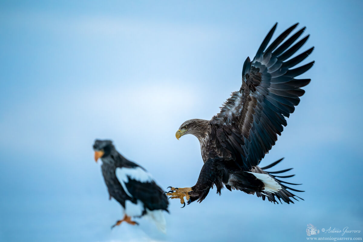 Aquila di mare di Steller