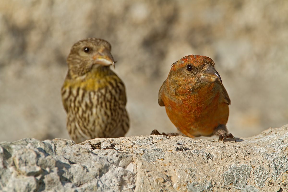 Cruises male with Juv.