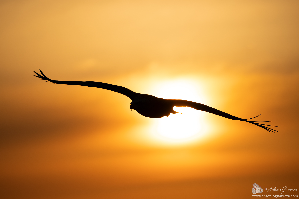 Aquila di mare