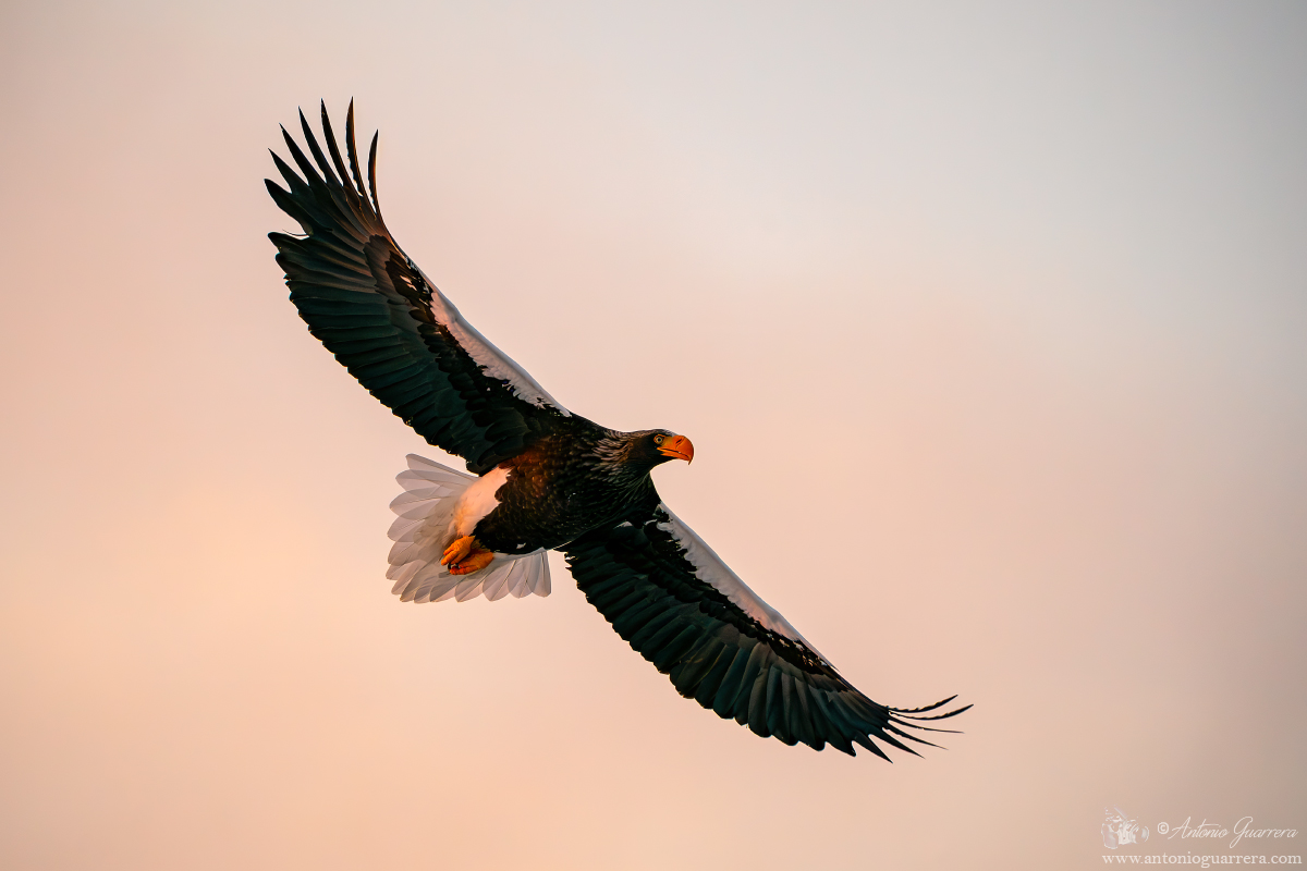 Aquila di mare di Steller