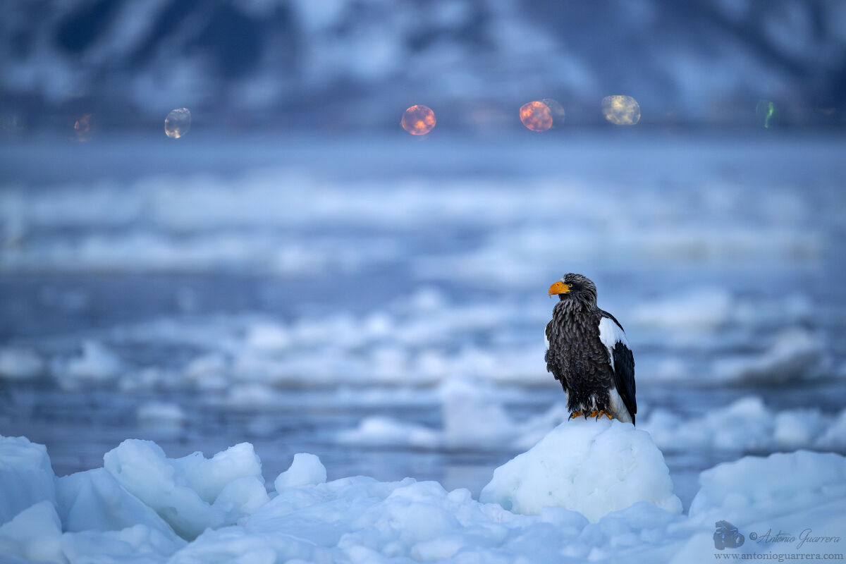 Aquila di mare di Steller