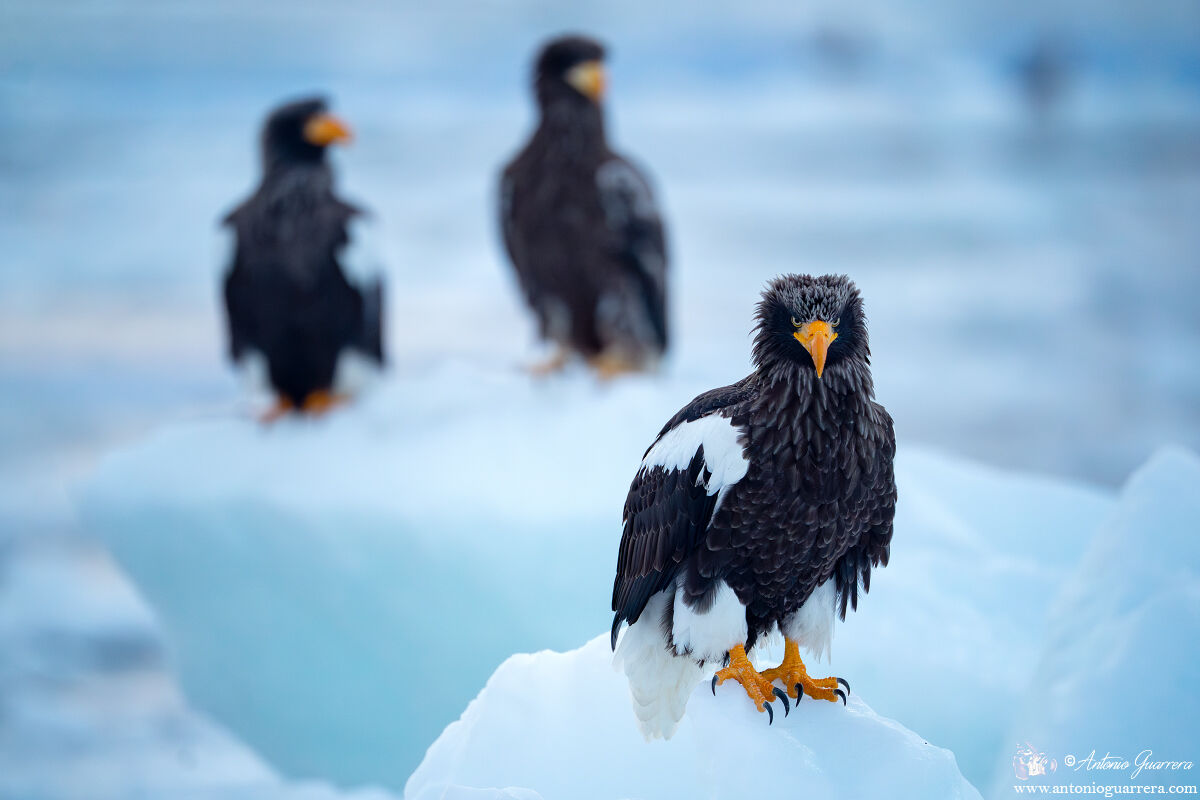 Aquila di mare di Steller