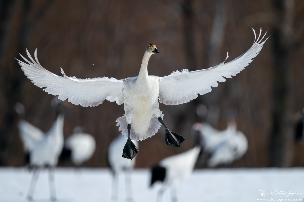 Cigno selvatico
