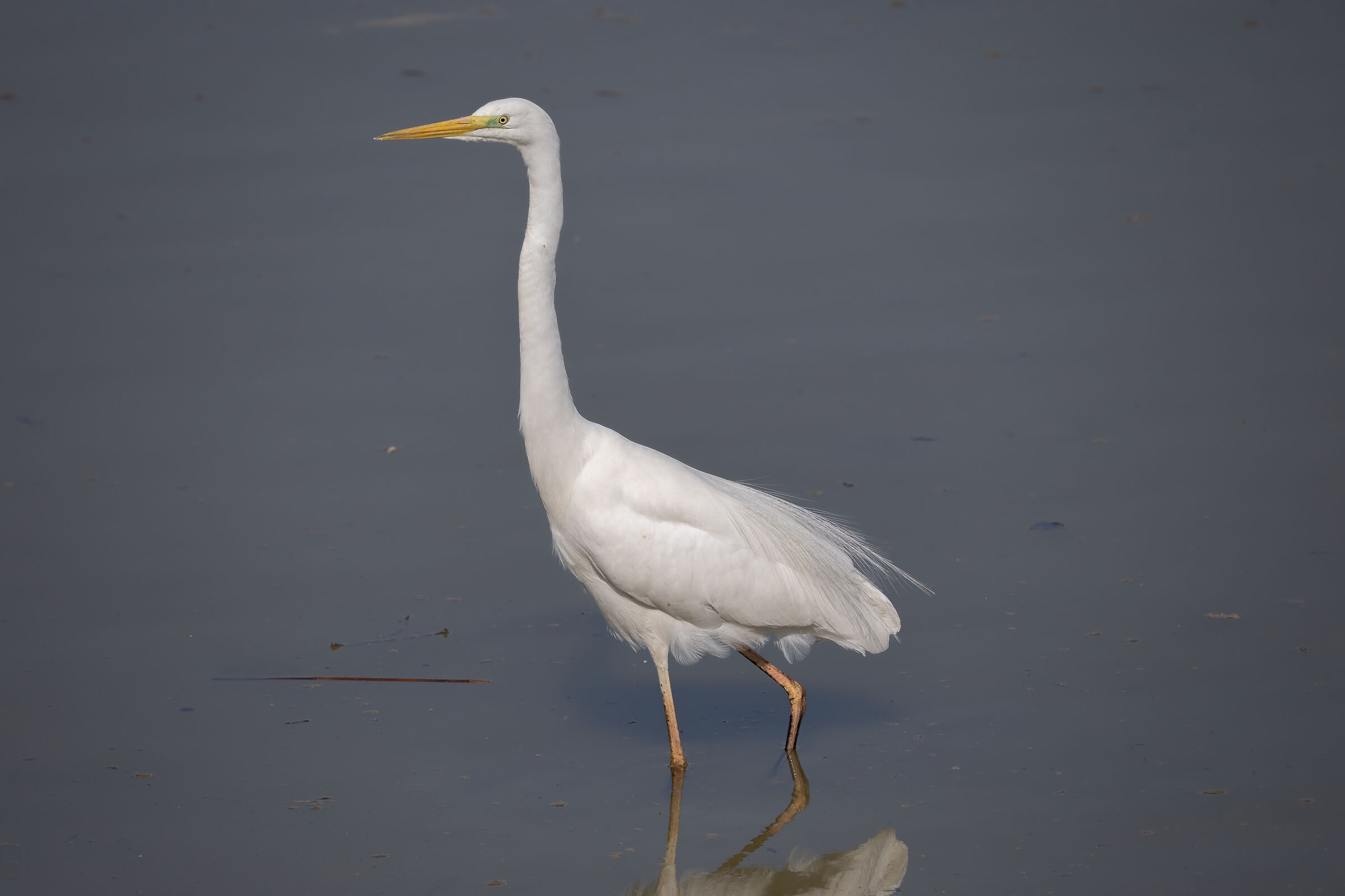 White Heron