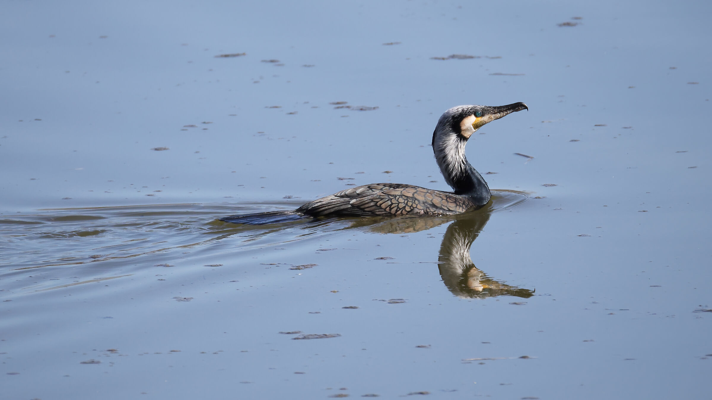 Cormorant in livery