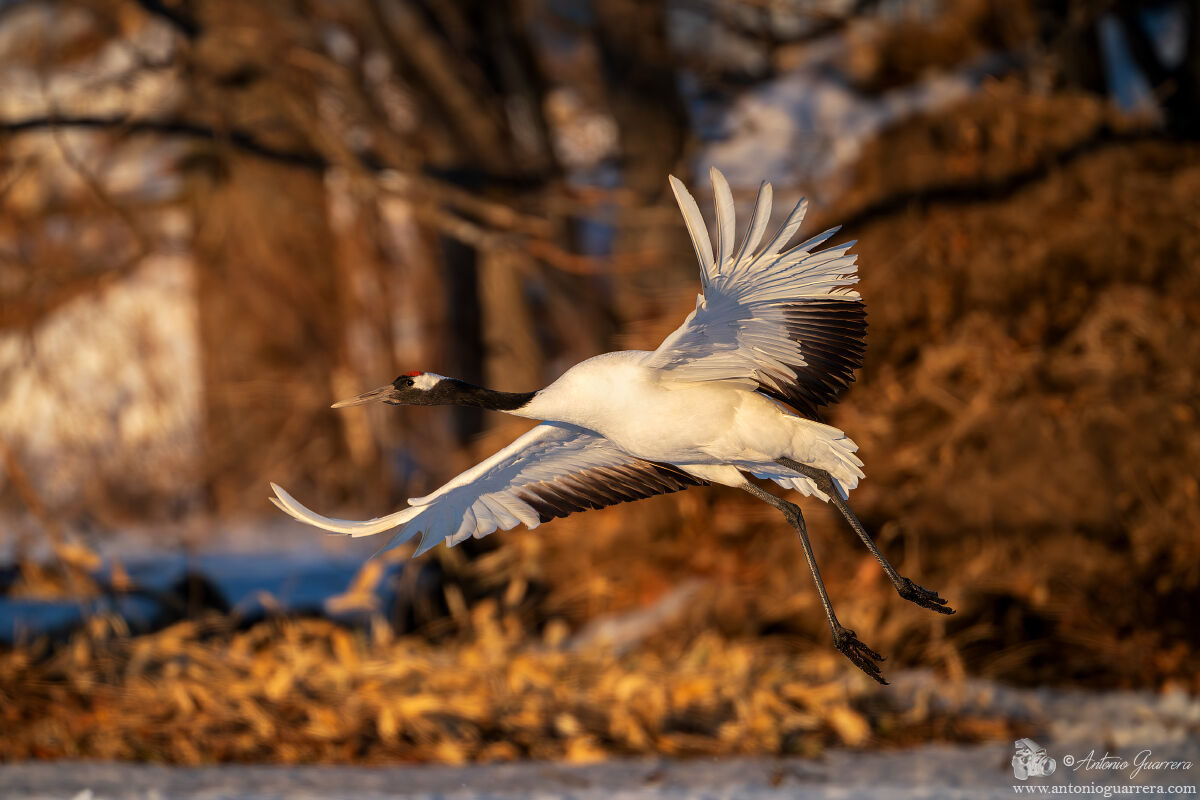 In volo