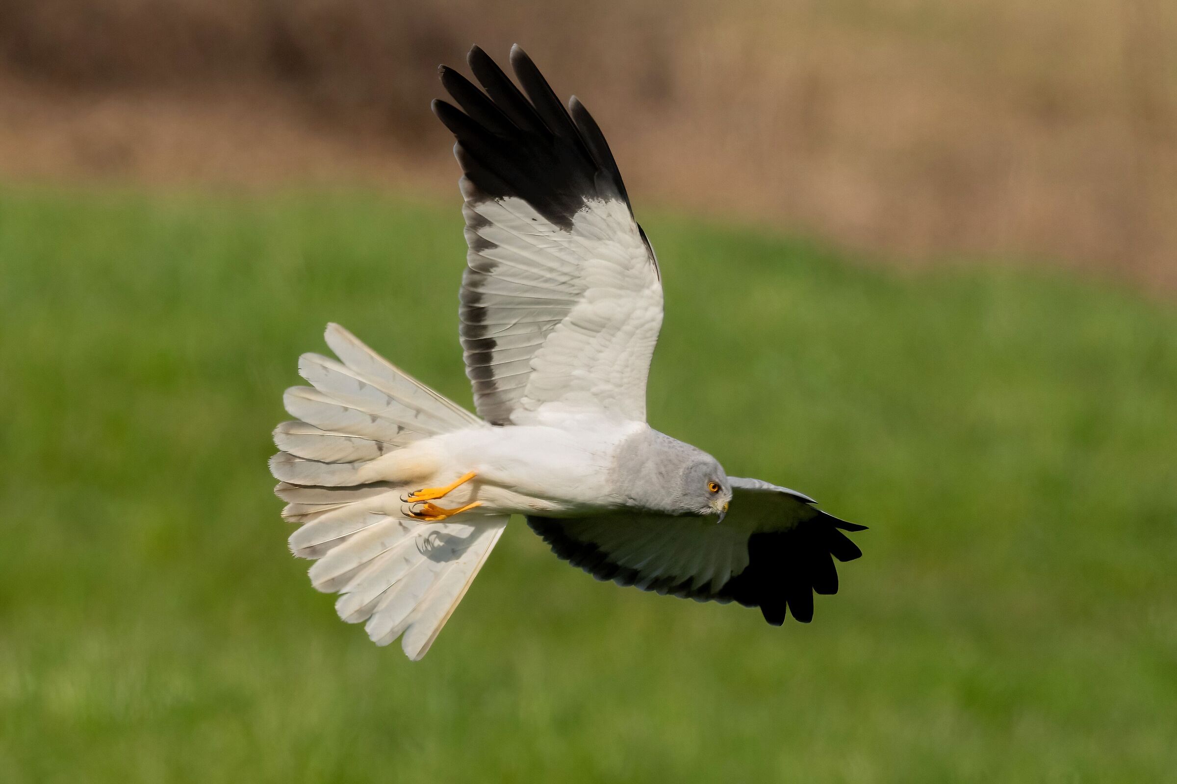 Albanella reale (Circus cyaneus)