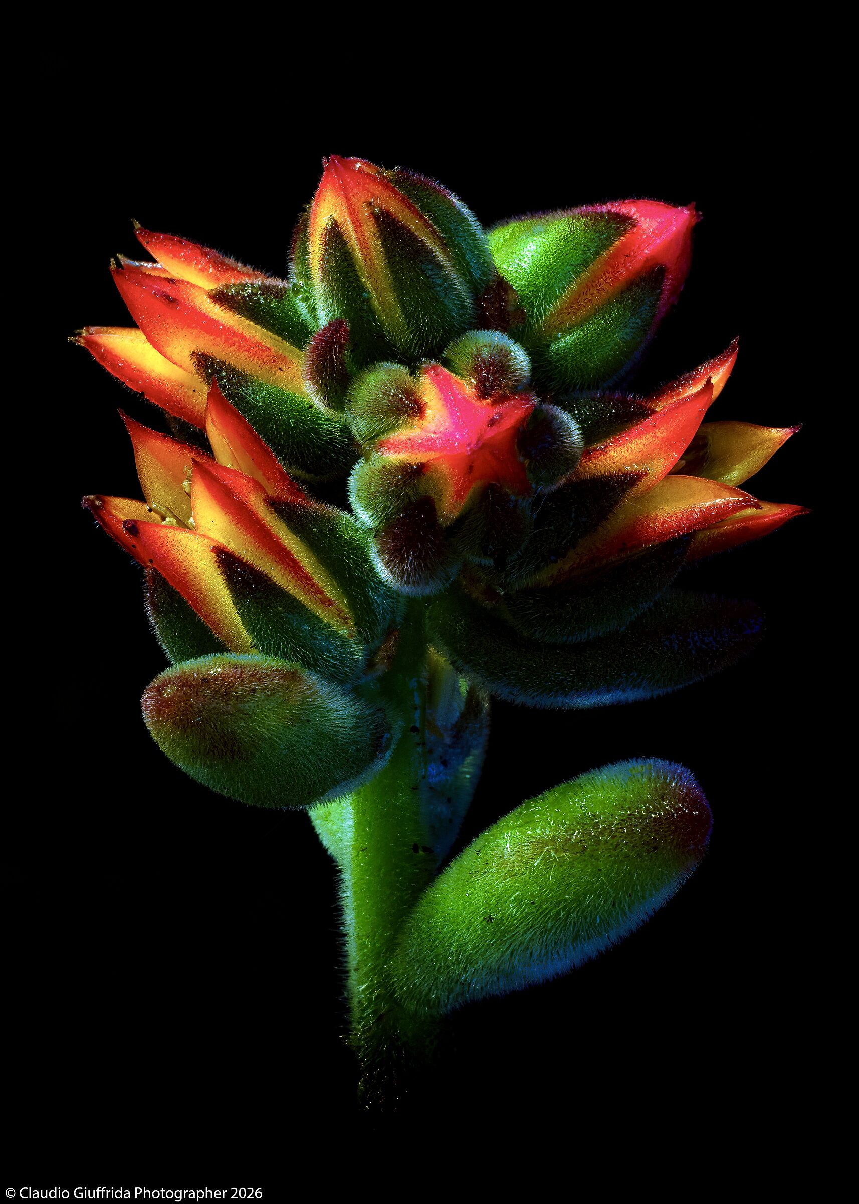 Echeveria pulvinata