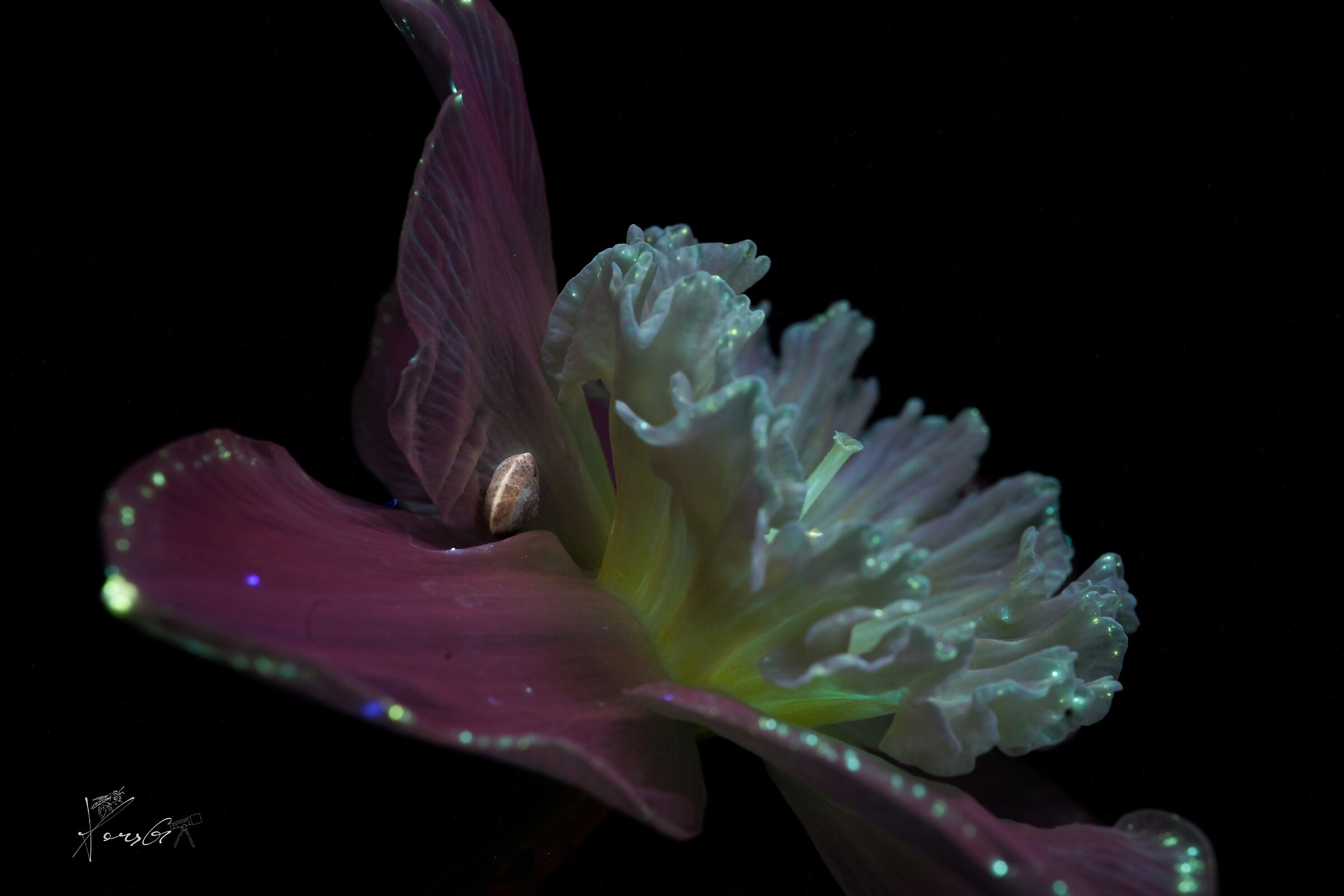 Narcissus with tenant