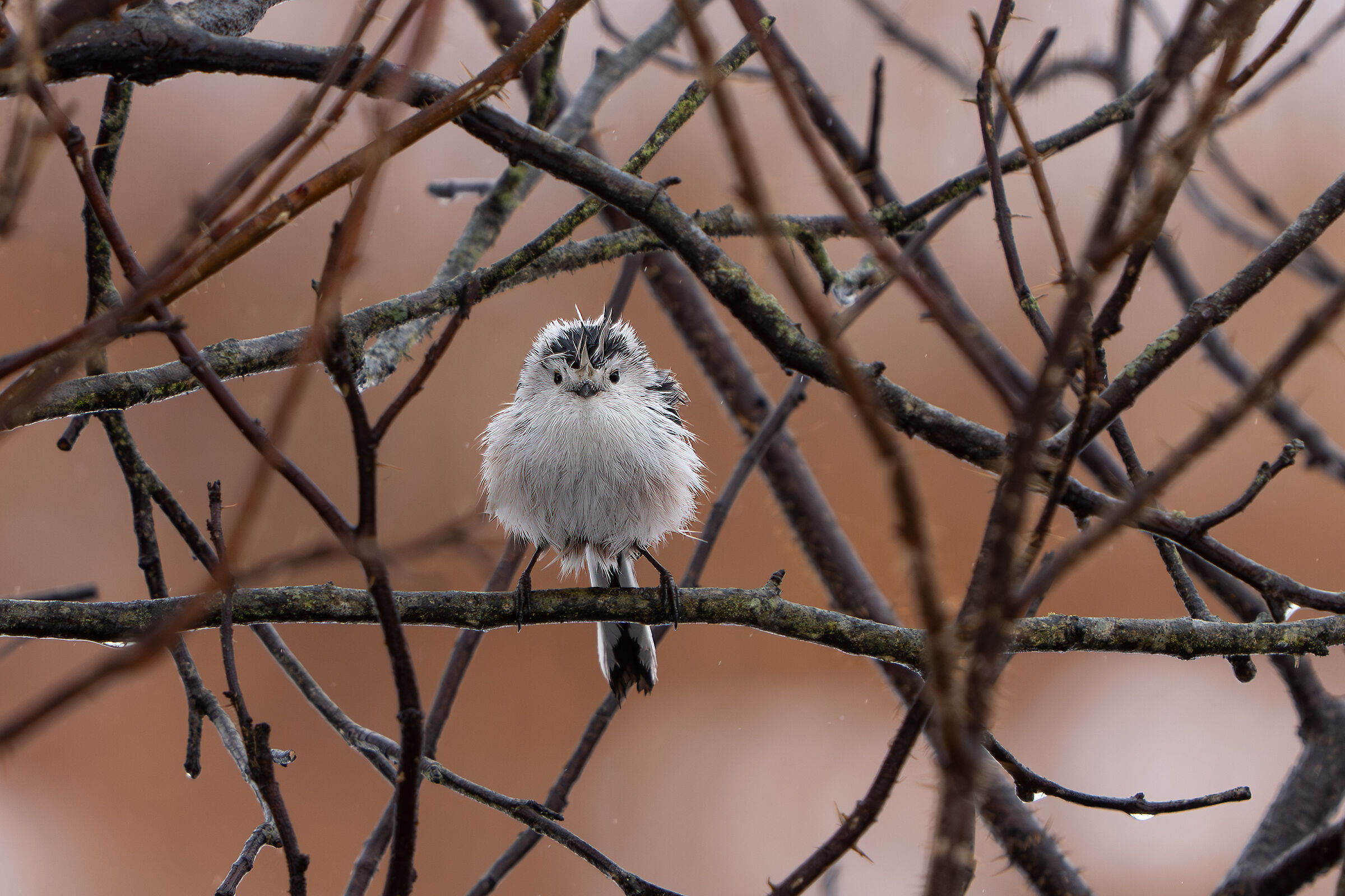 Wet Long-tailed