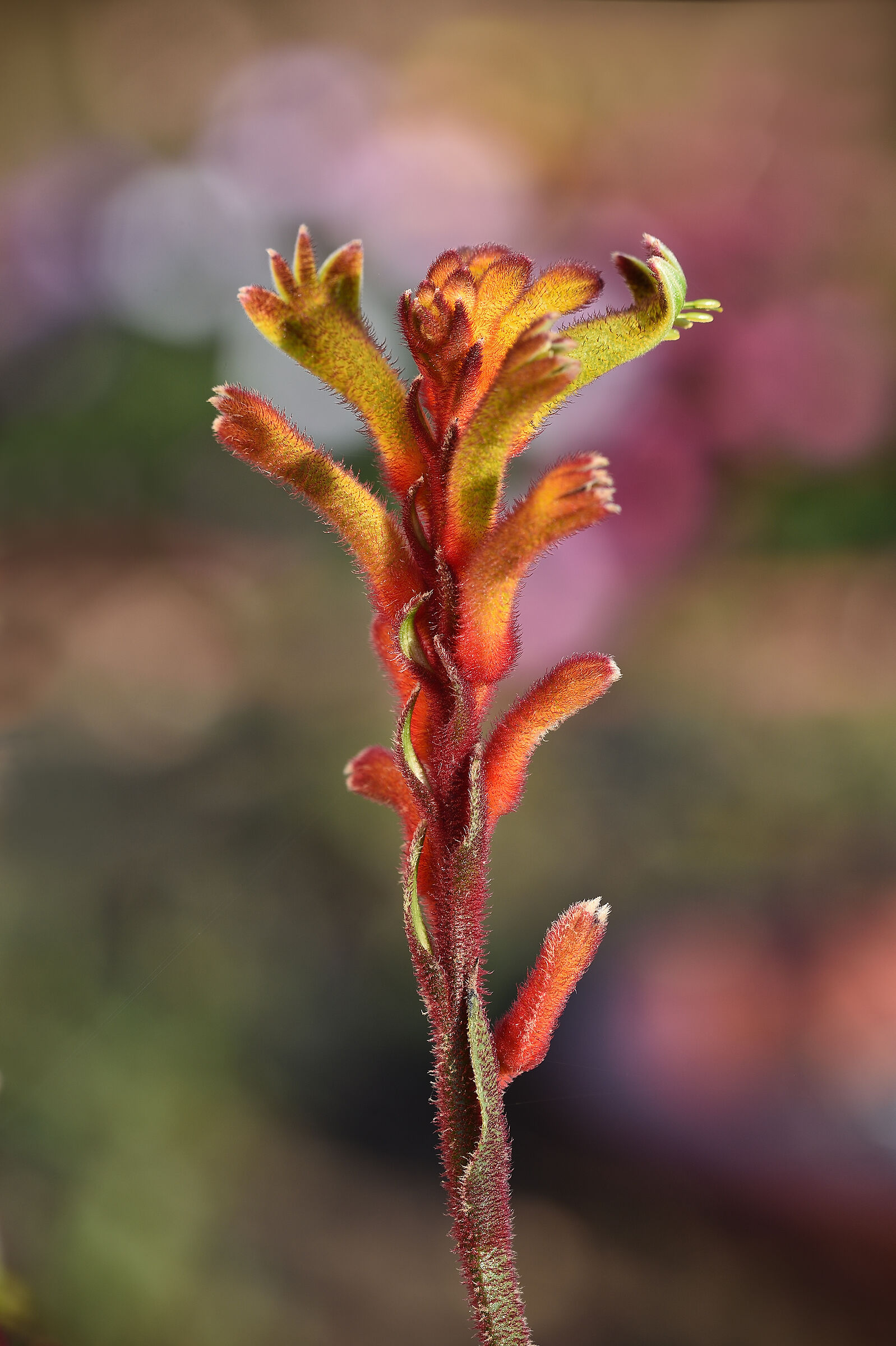 Anigozanthos
