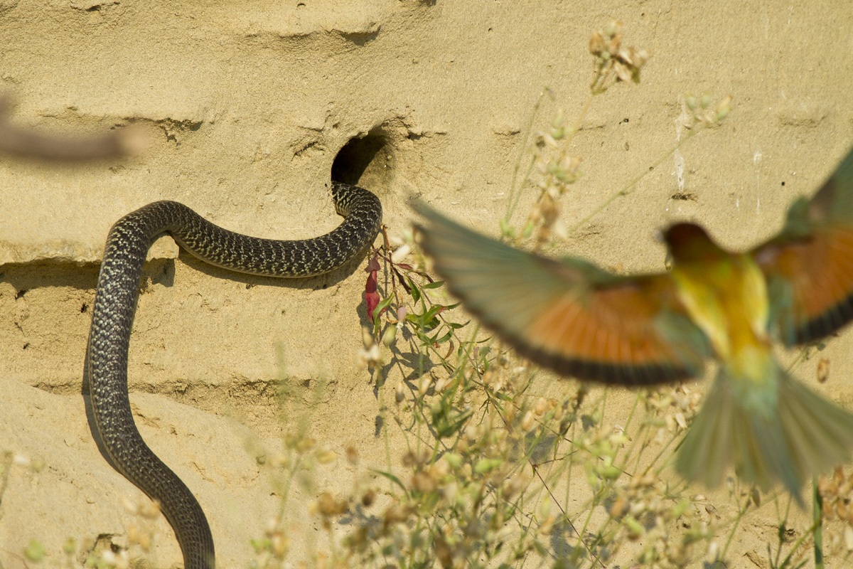 Goodbye Gruccione.........