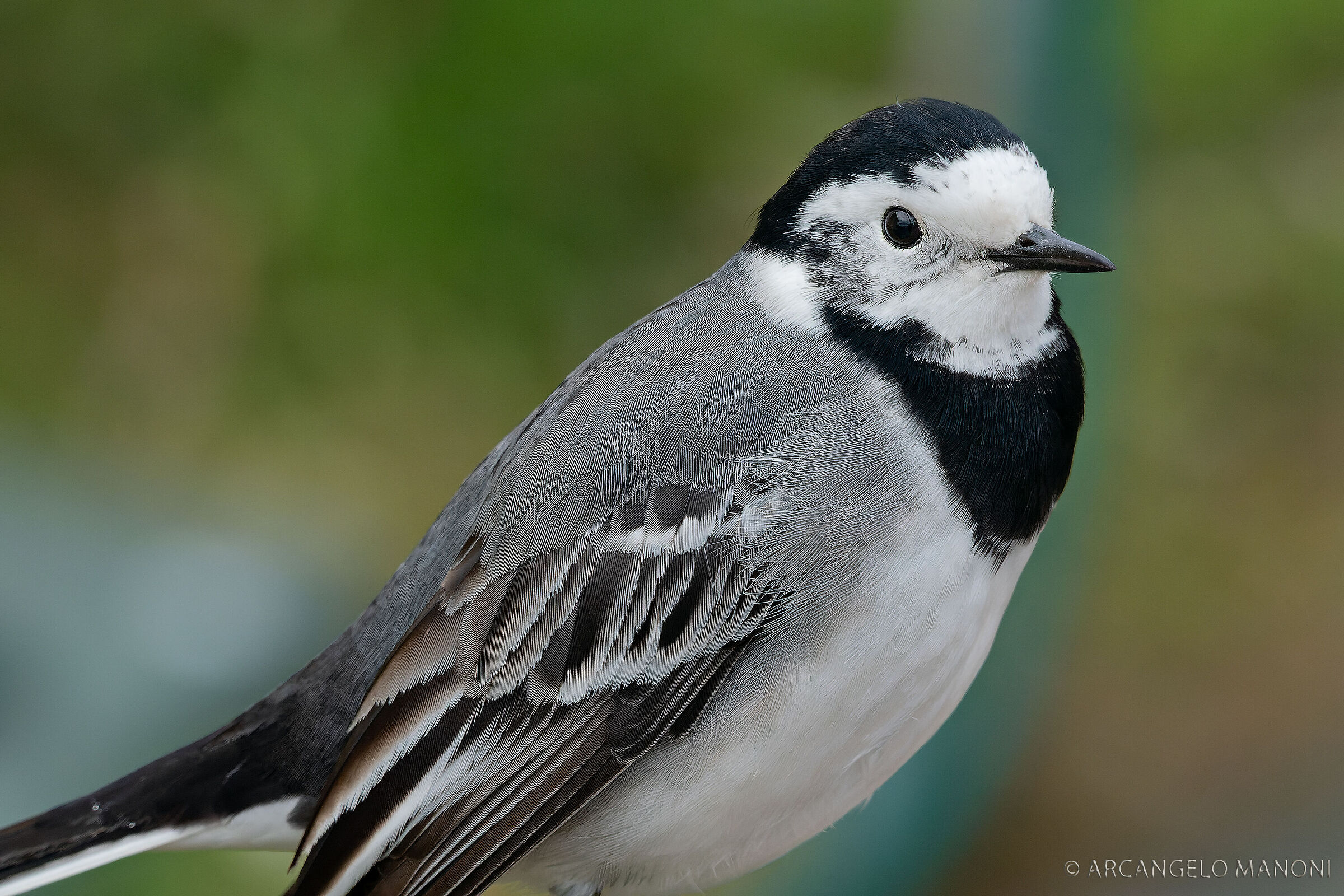 Portrait of the white ballerina