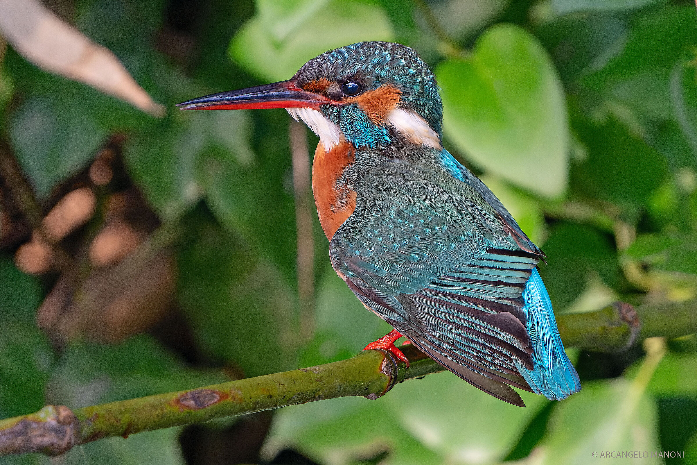 The martina showing feathers