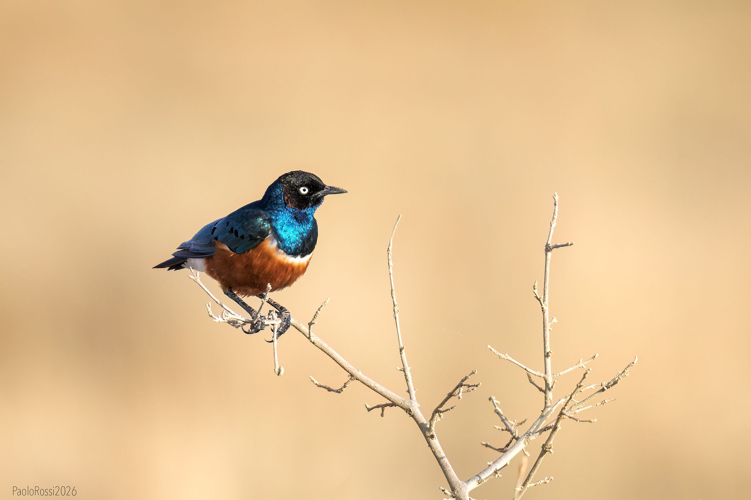 Superb starling...