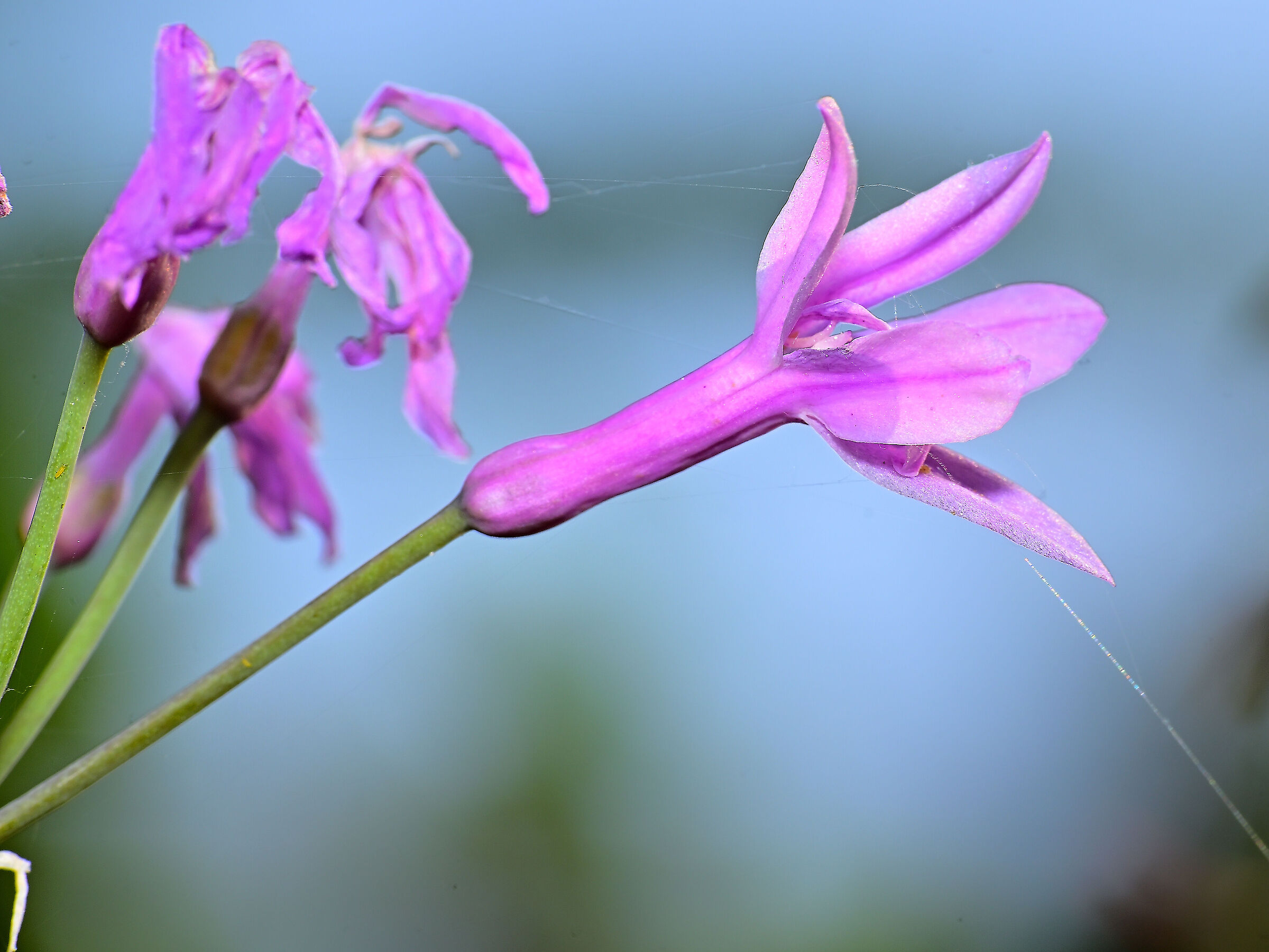 Tulbaghia violacea