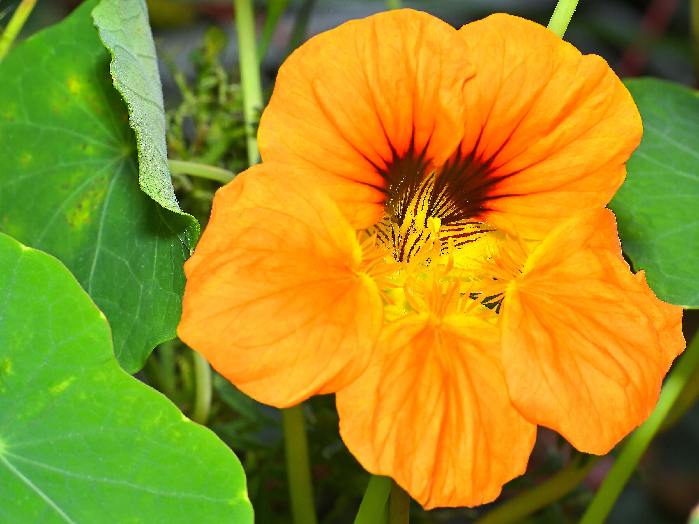 Nasturtium