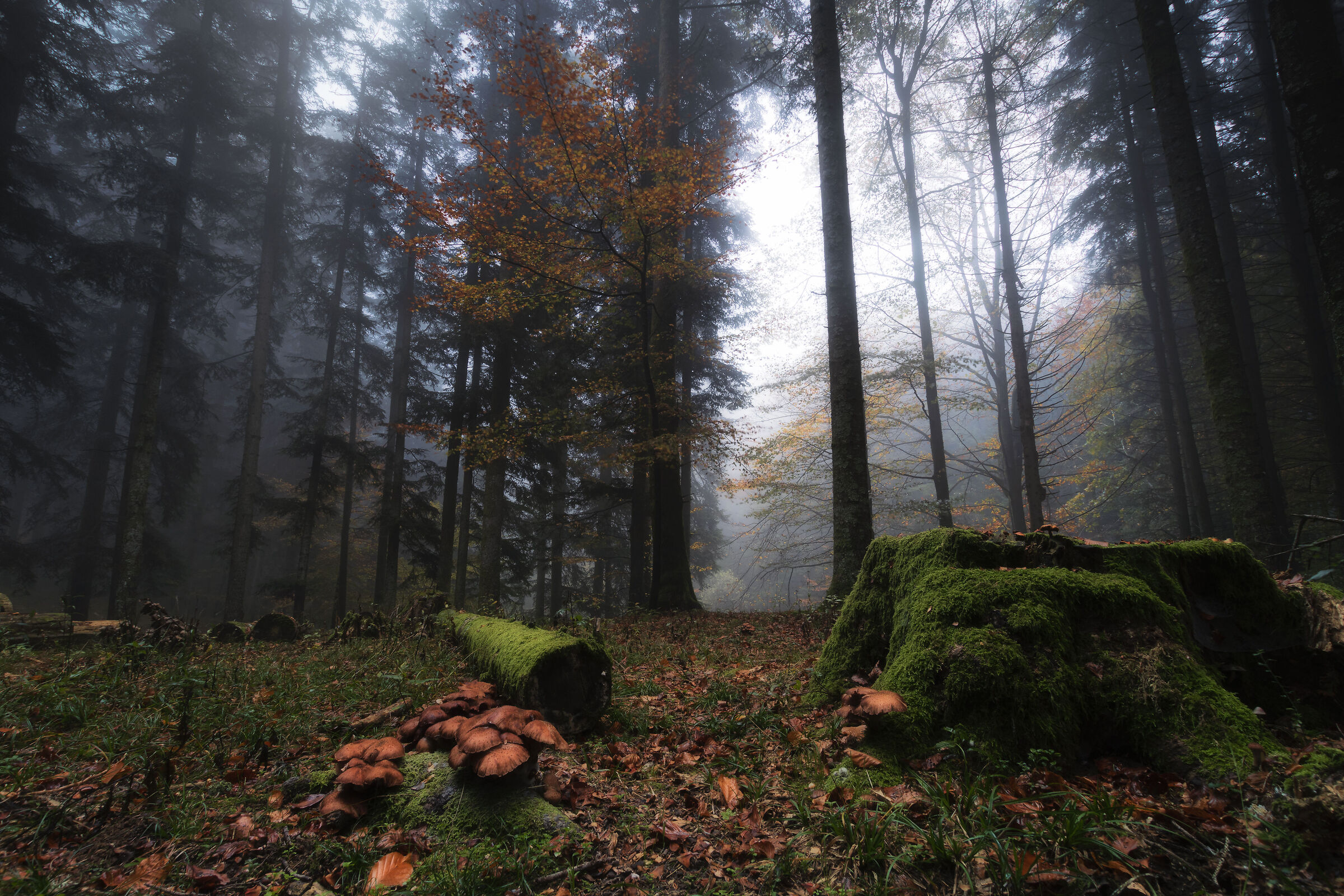 The undergrowth