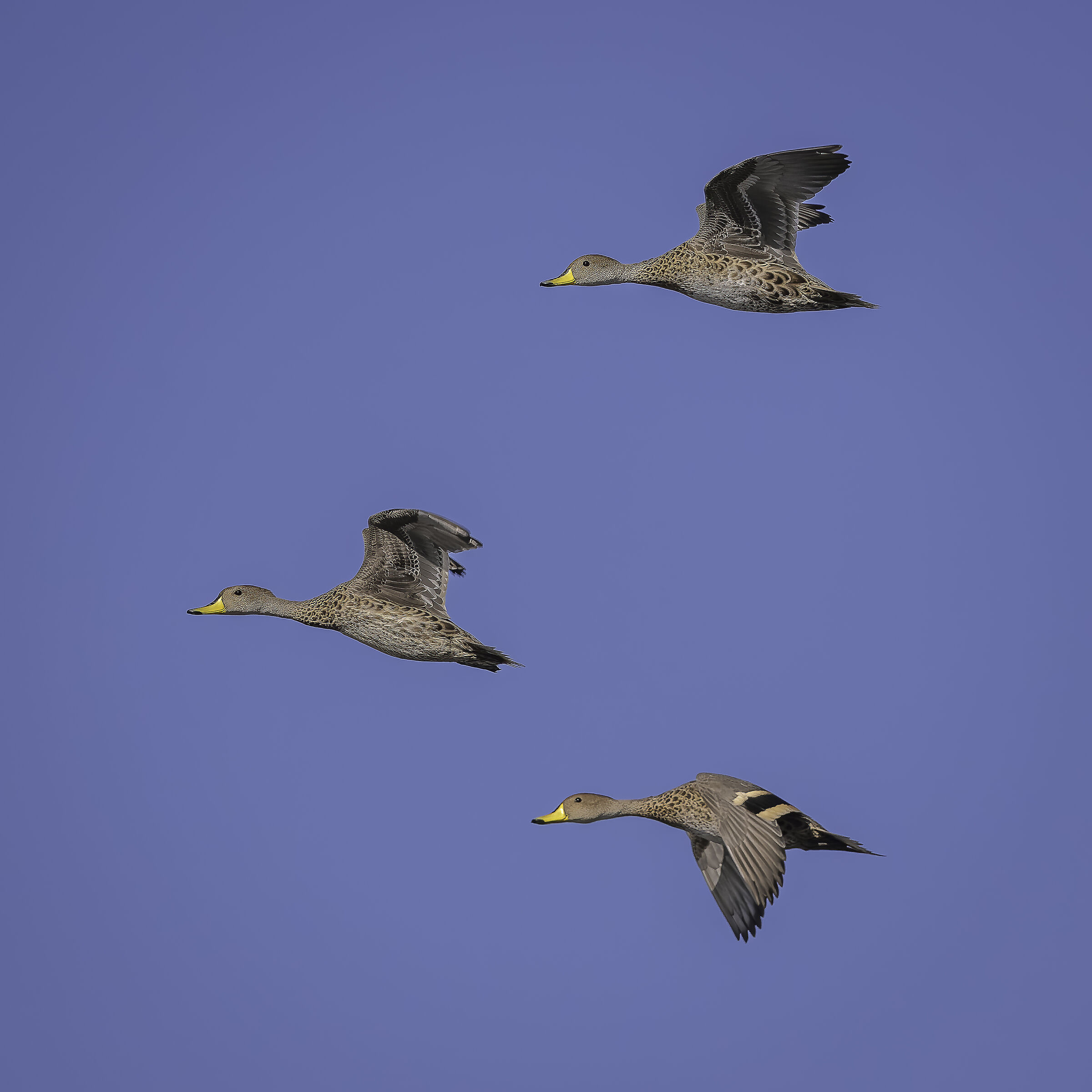 Yellow-billed Pintails (Anas georgica)