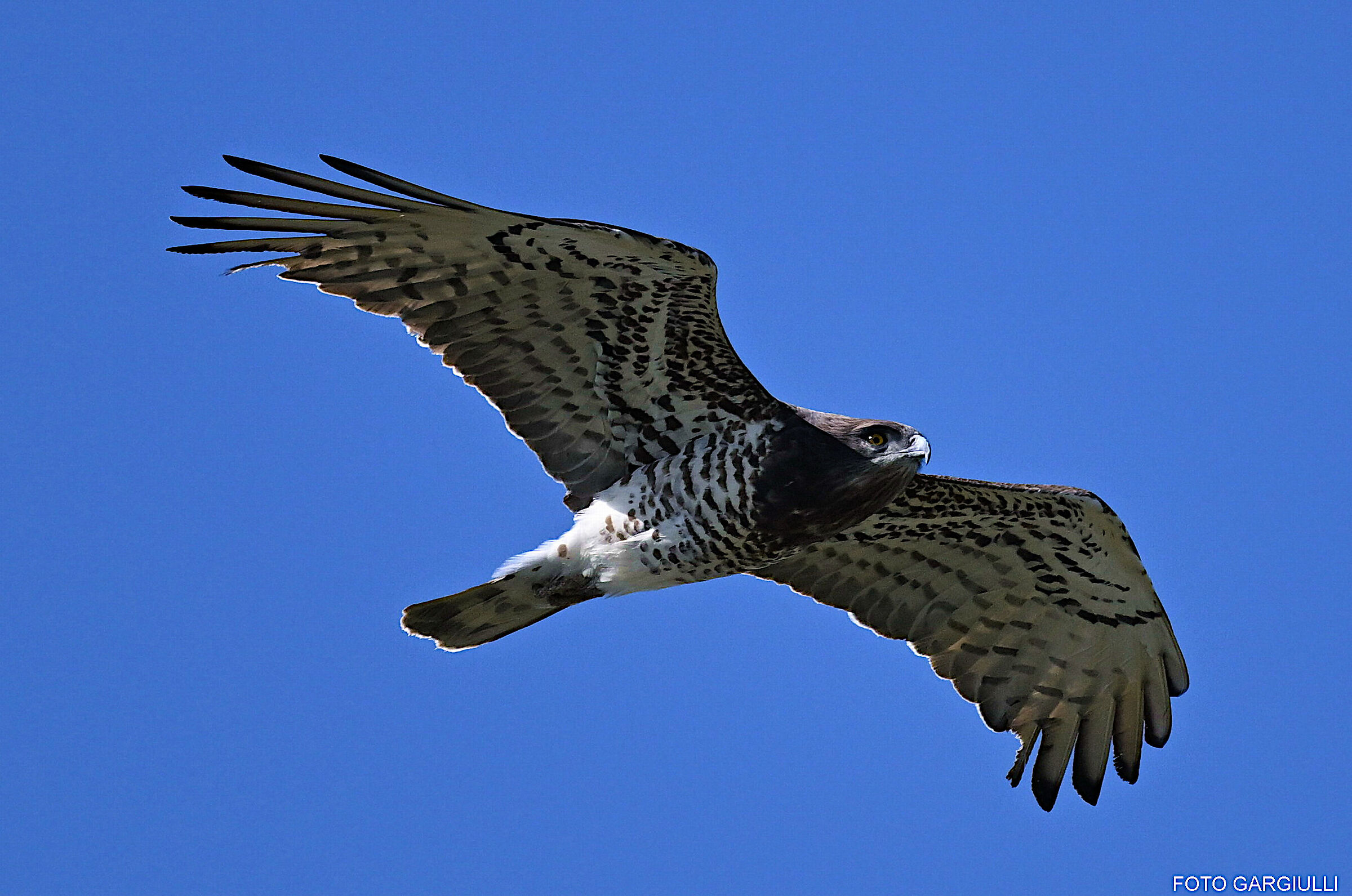 The first short-toed eagle of 2026