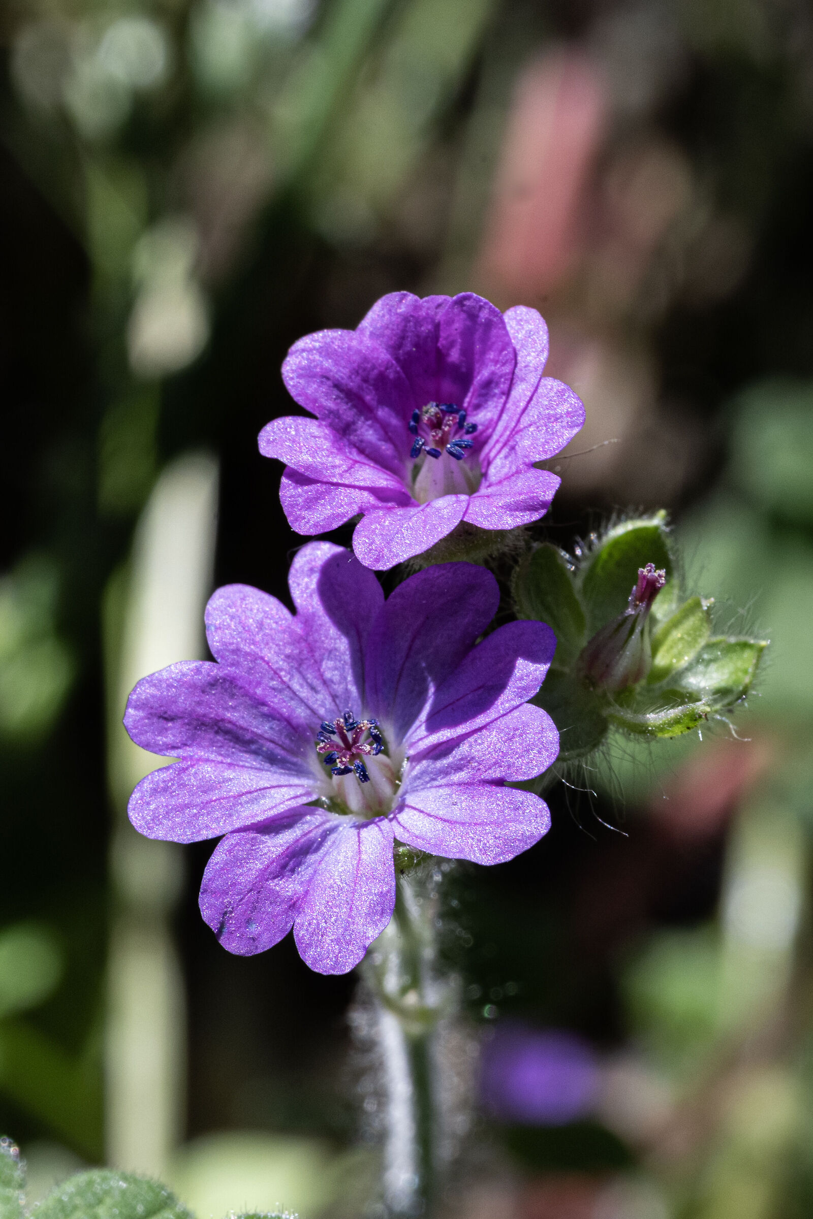 Soft geranium