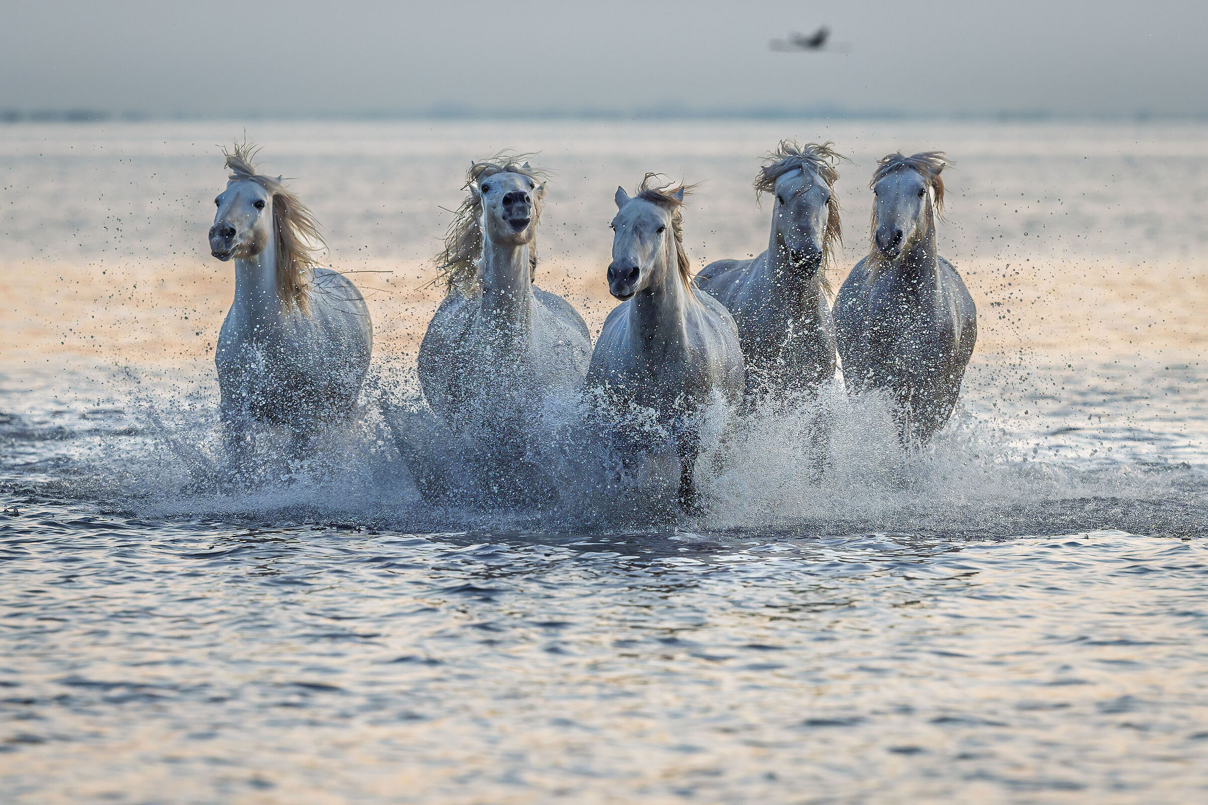 Camargue