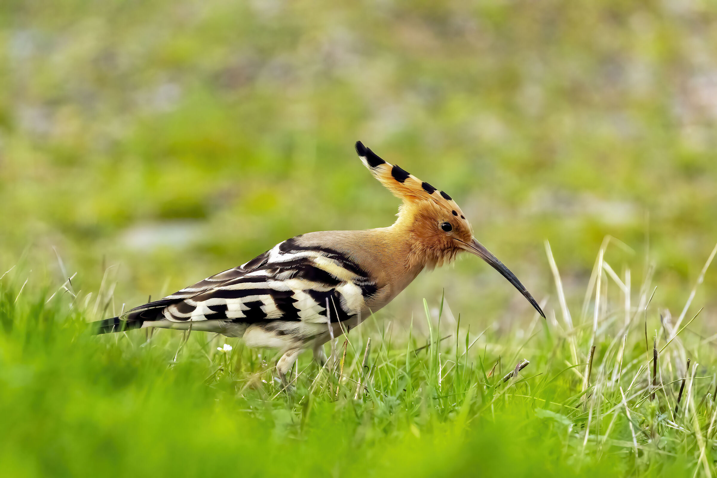 Hoopoe