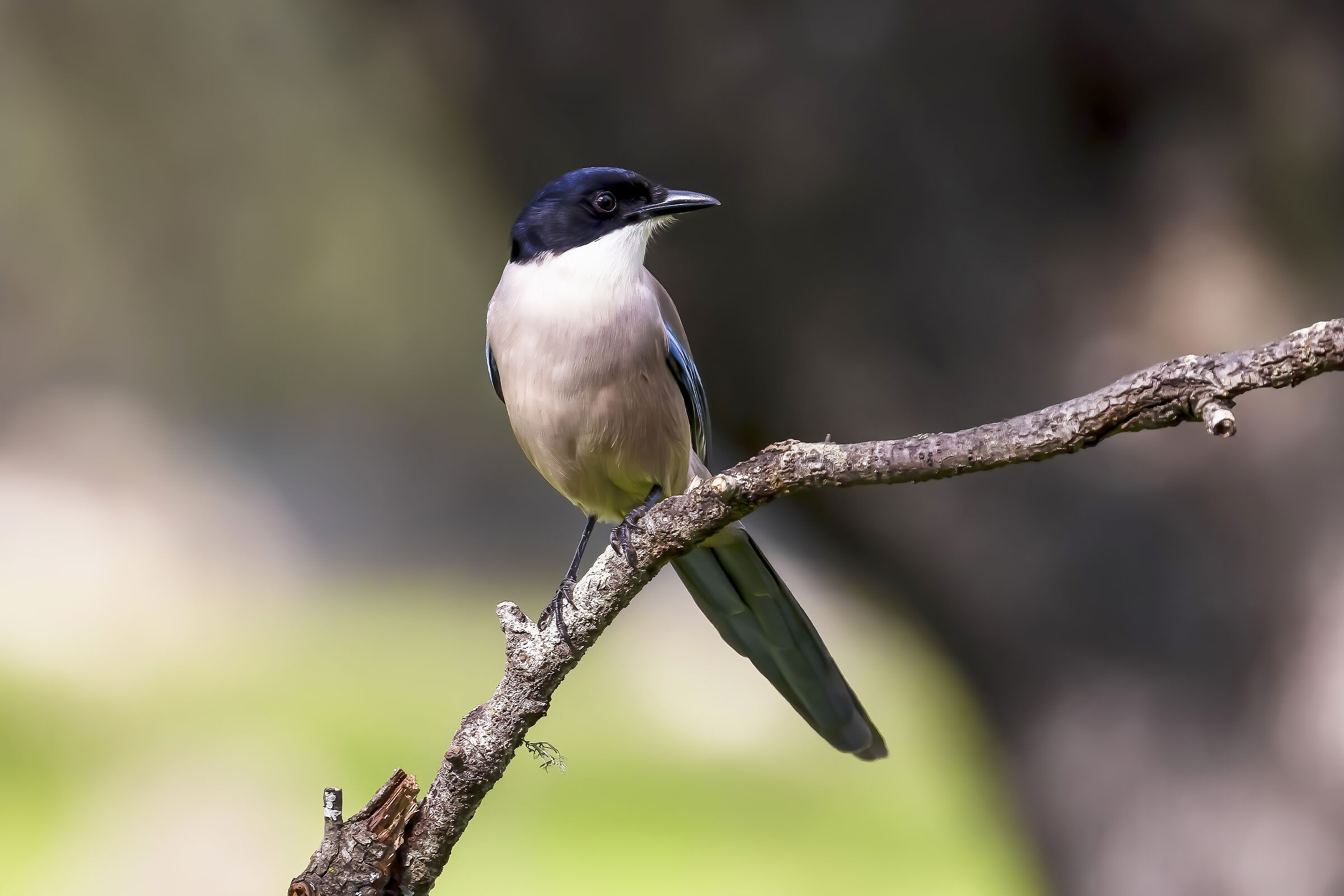Magpie blue wings