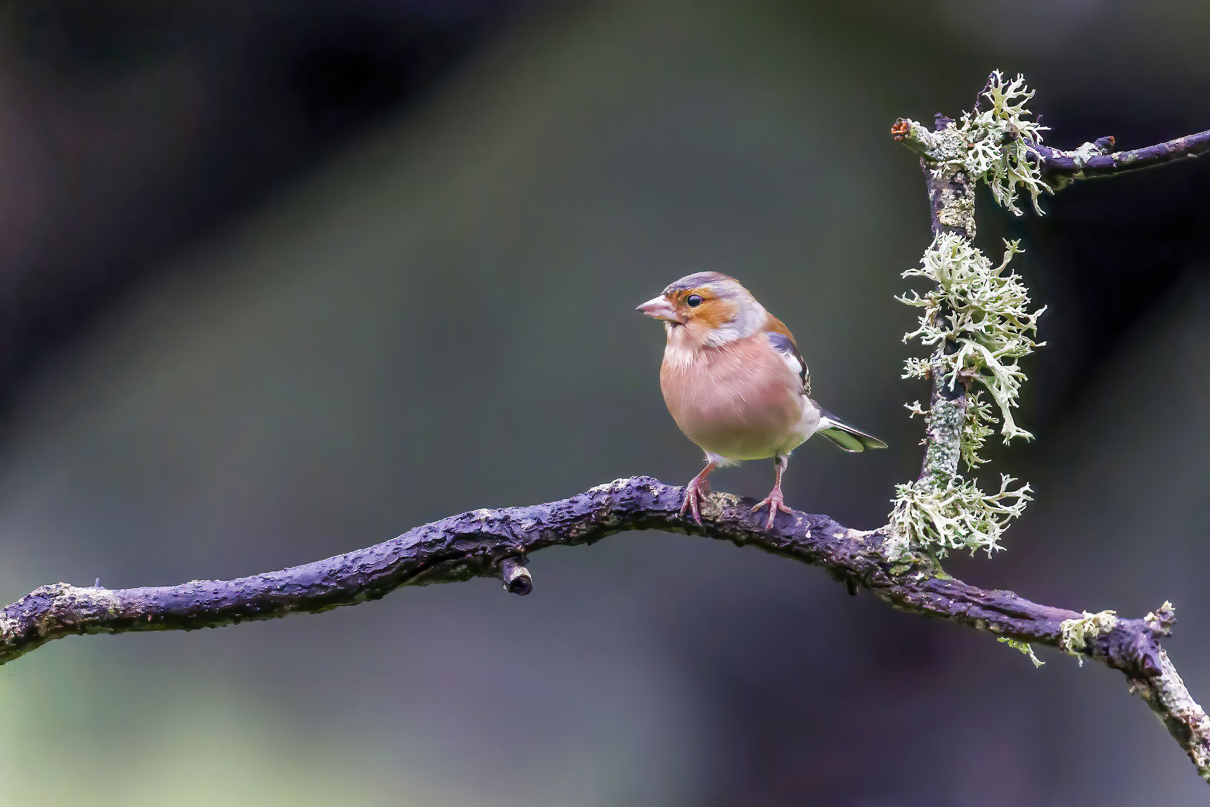 Finch