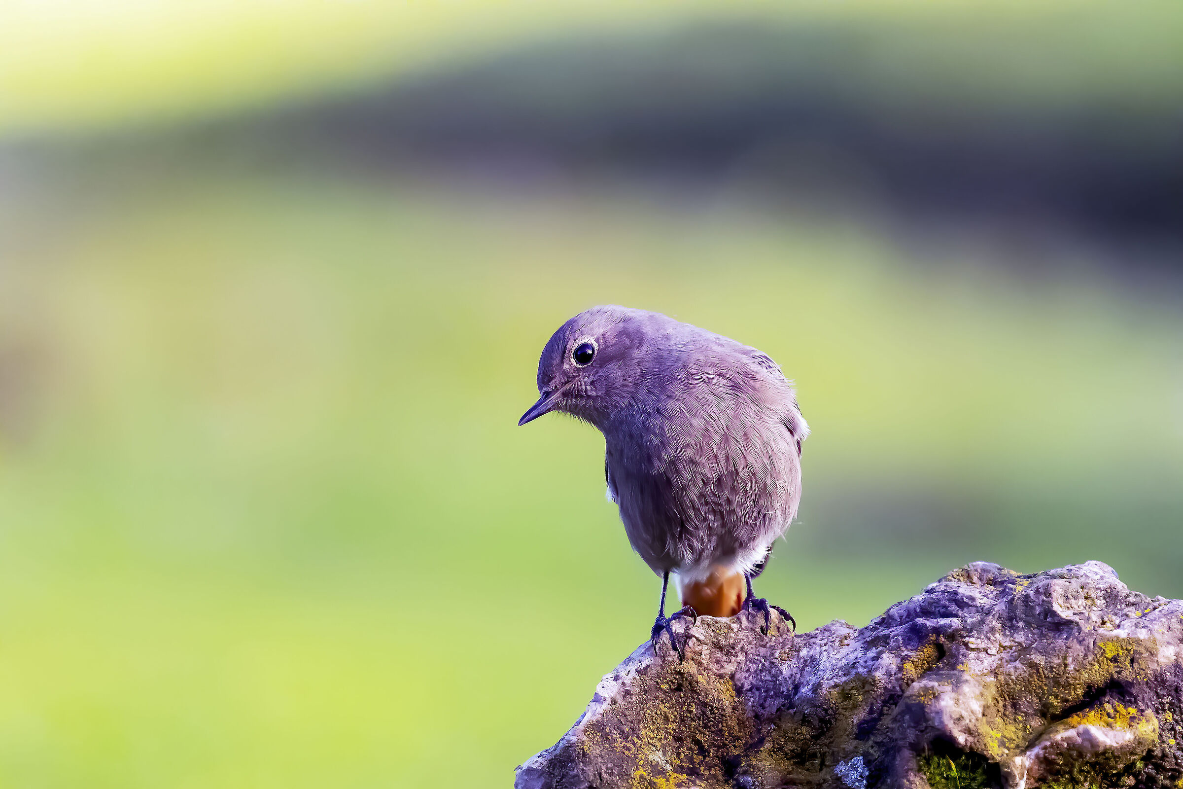 Redstart