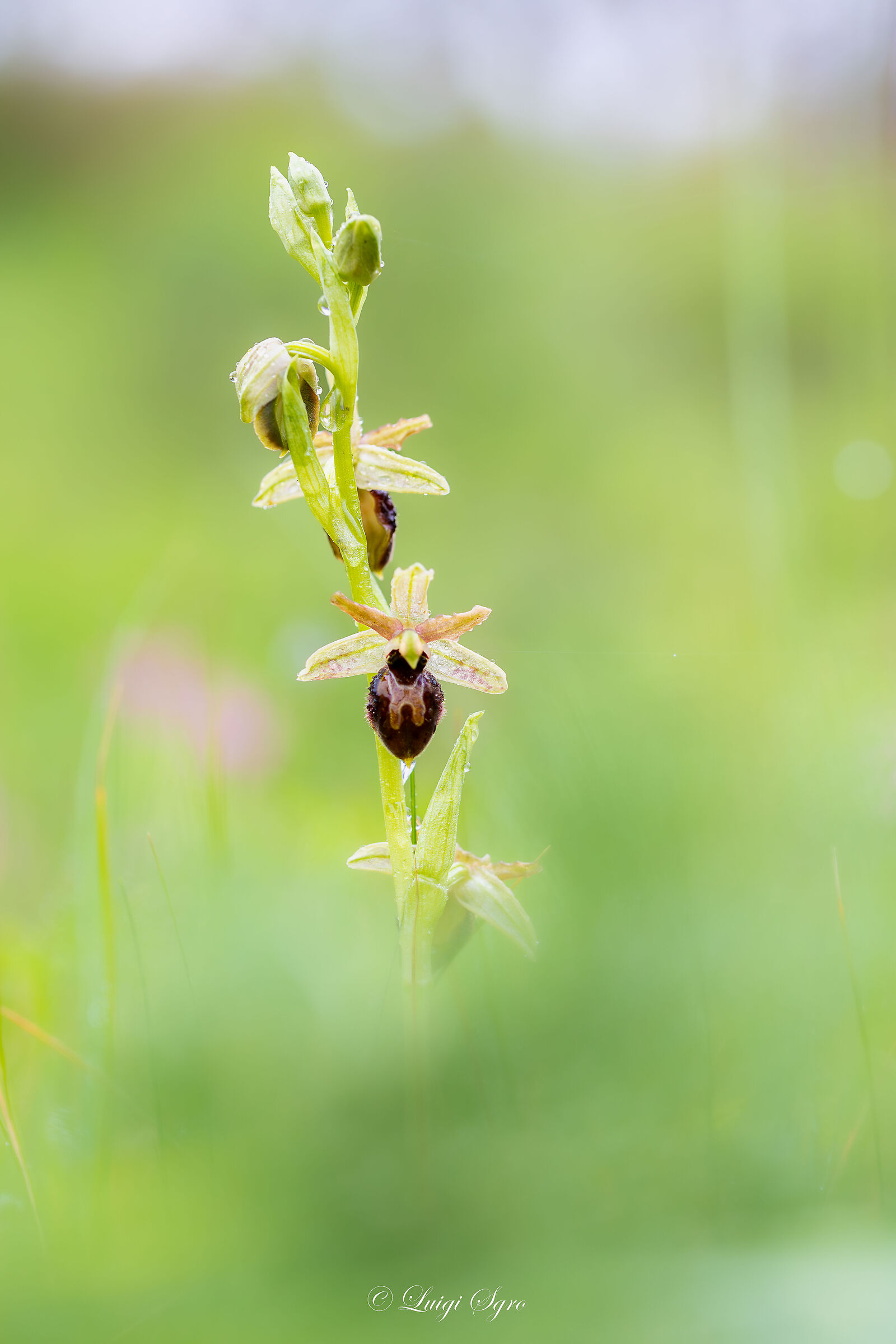 Ophrys exaltata