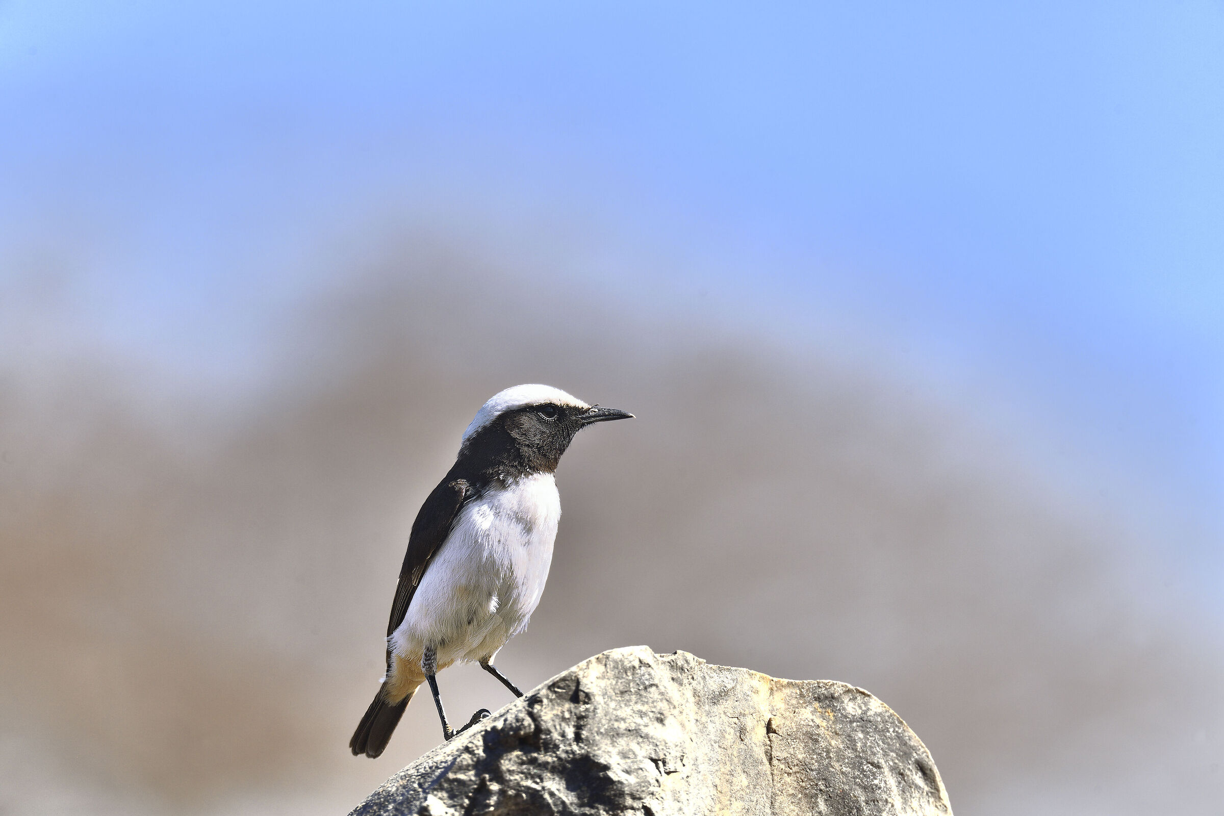 Oenanthe lugentoides
