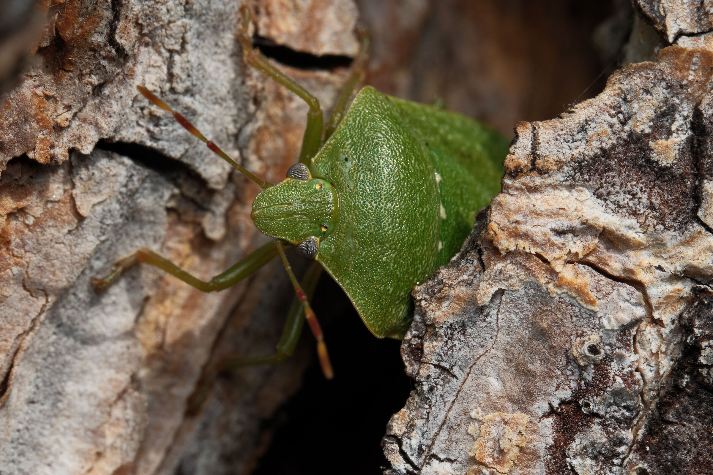 Verde Cimice...