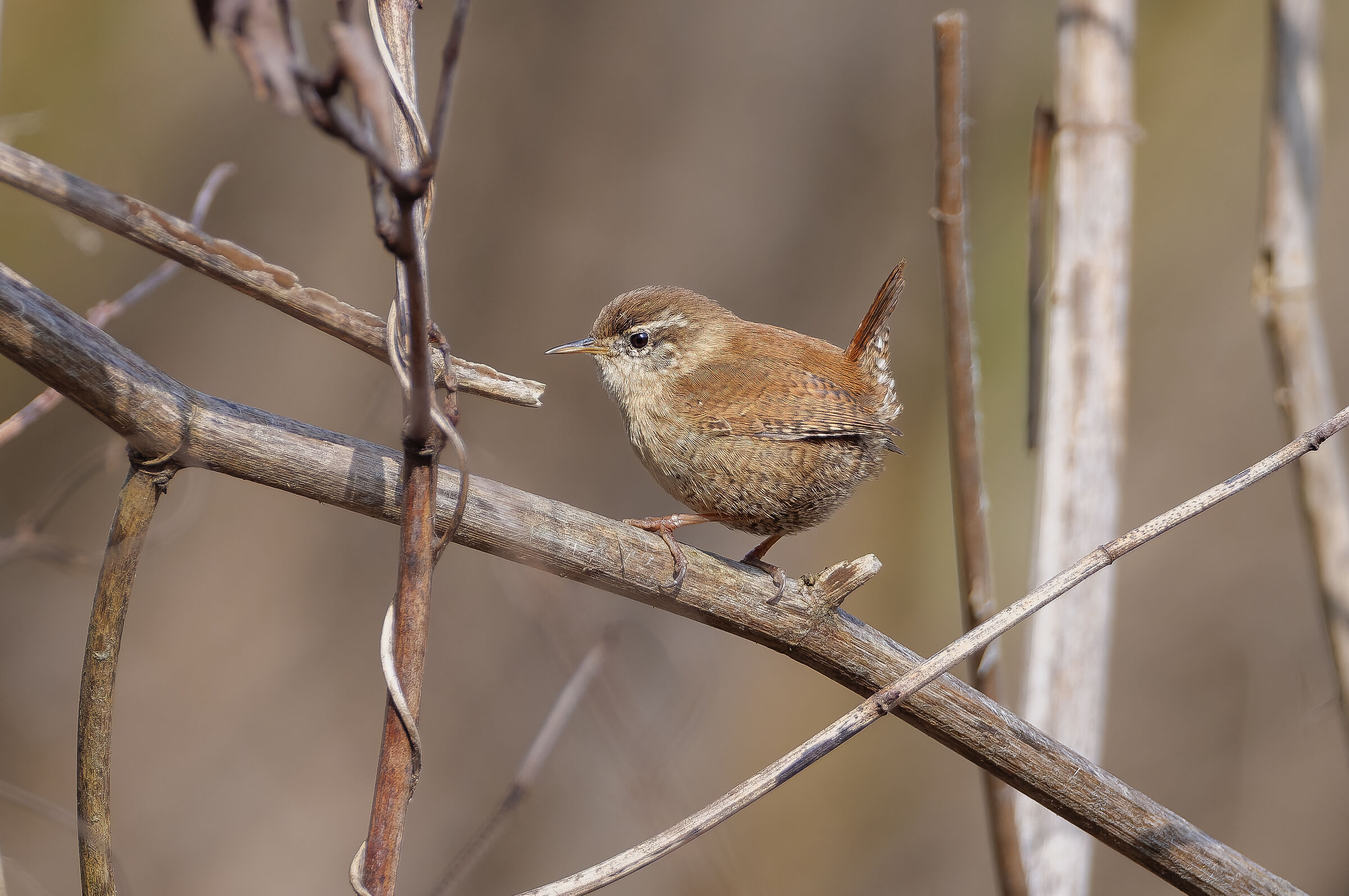 Wren.