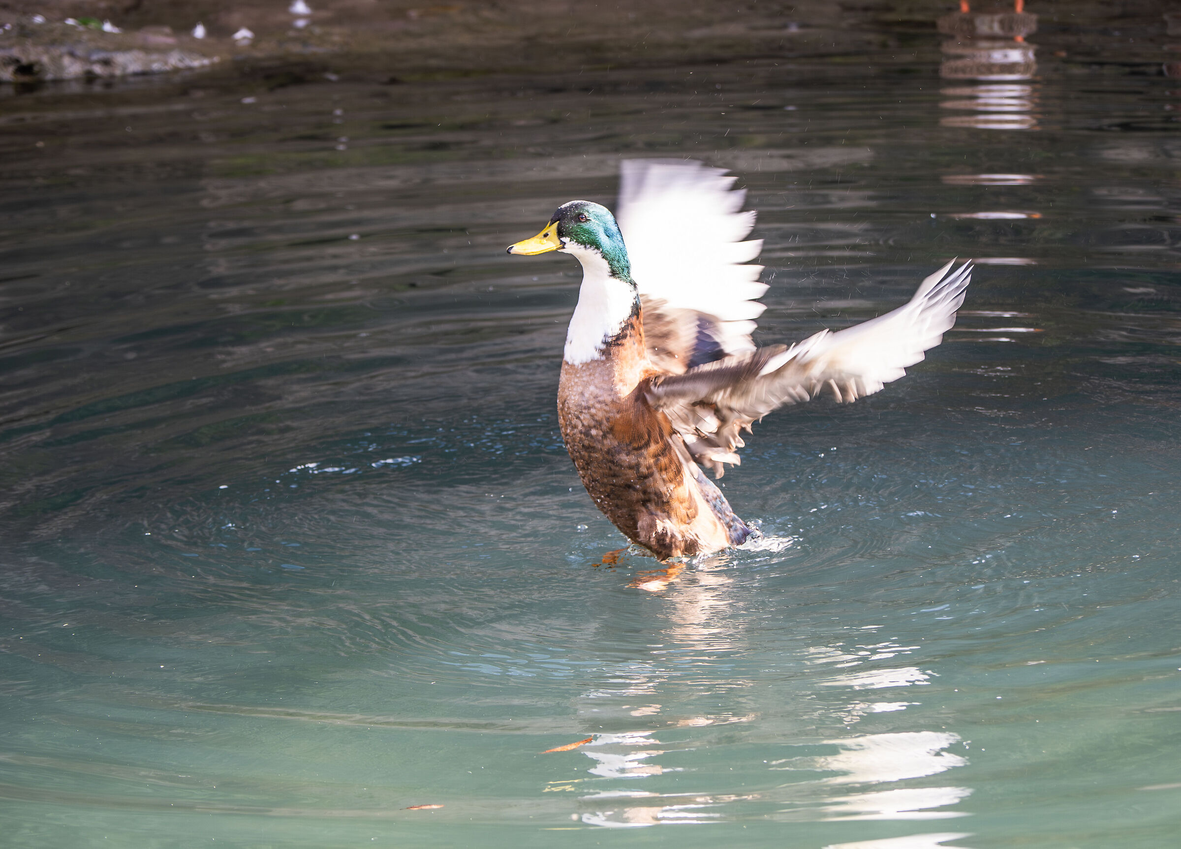 Duck in Vaprio d'Adda