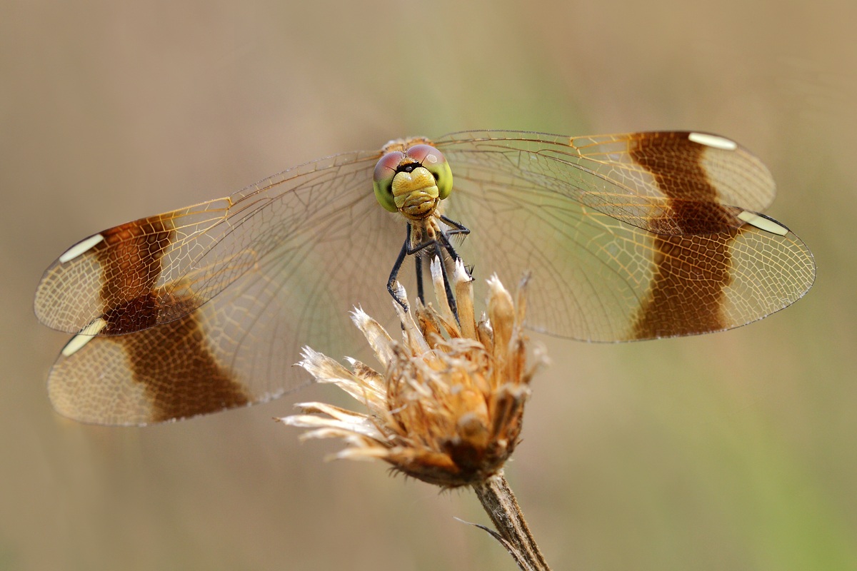 Sympetrum pedemontanum - The usual front