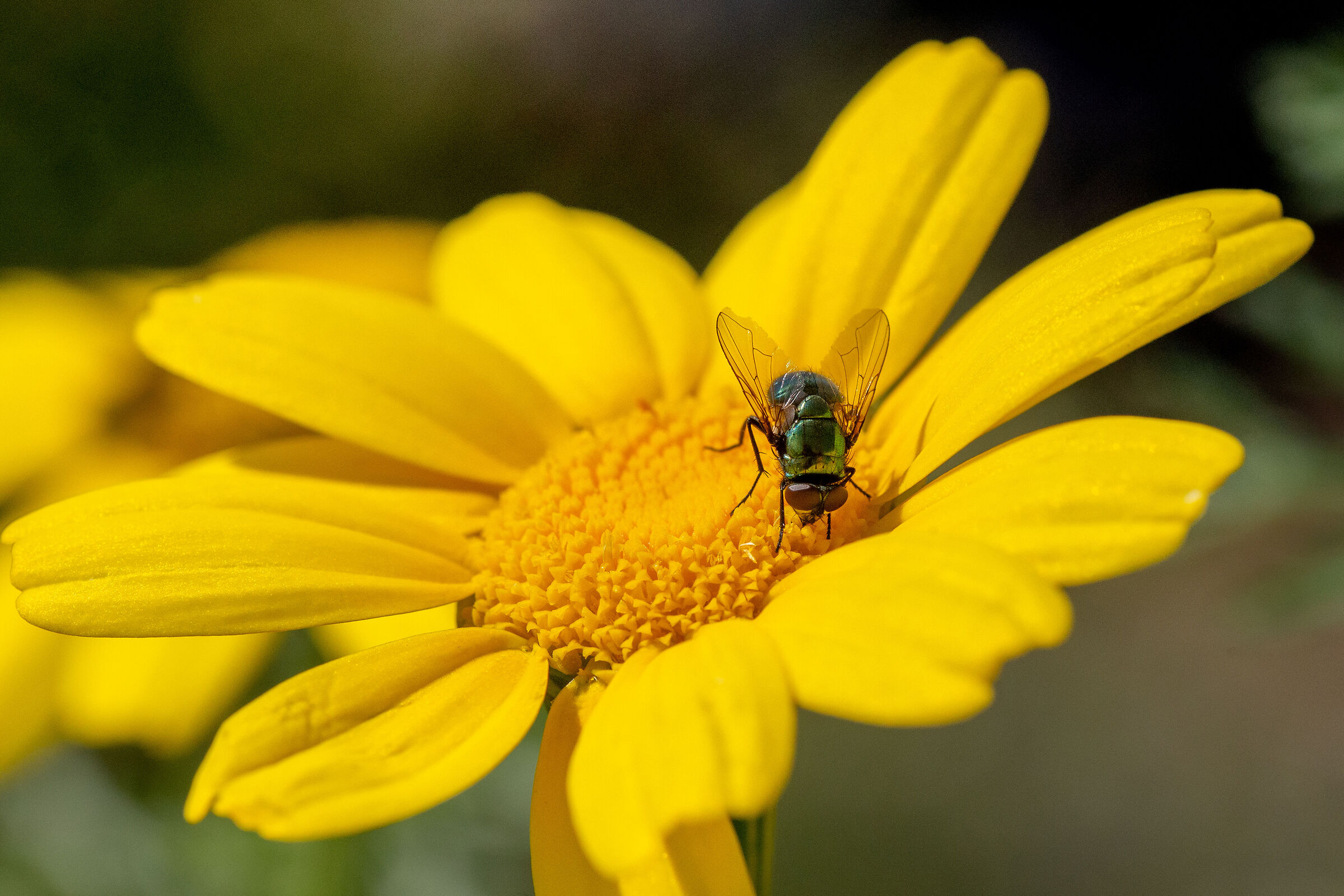 mosca su fiore di camomilla
