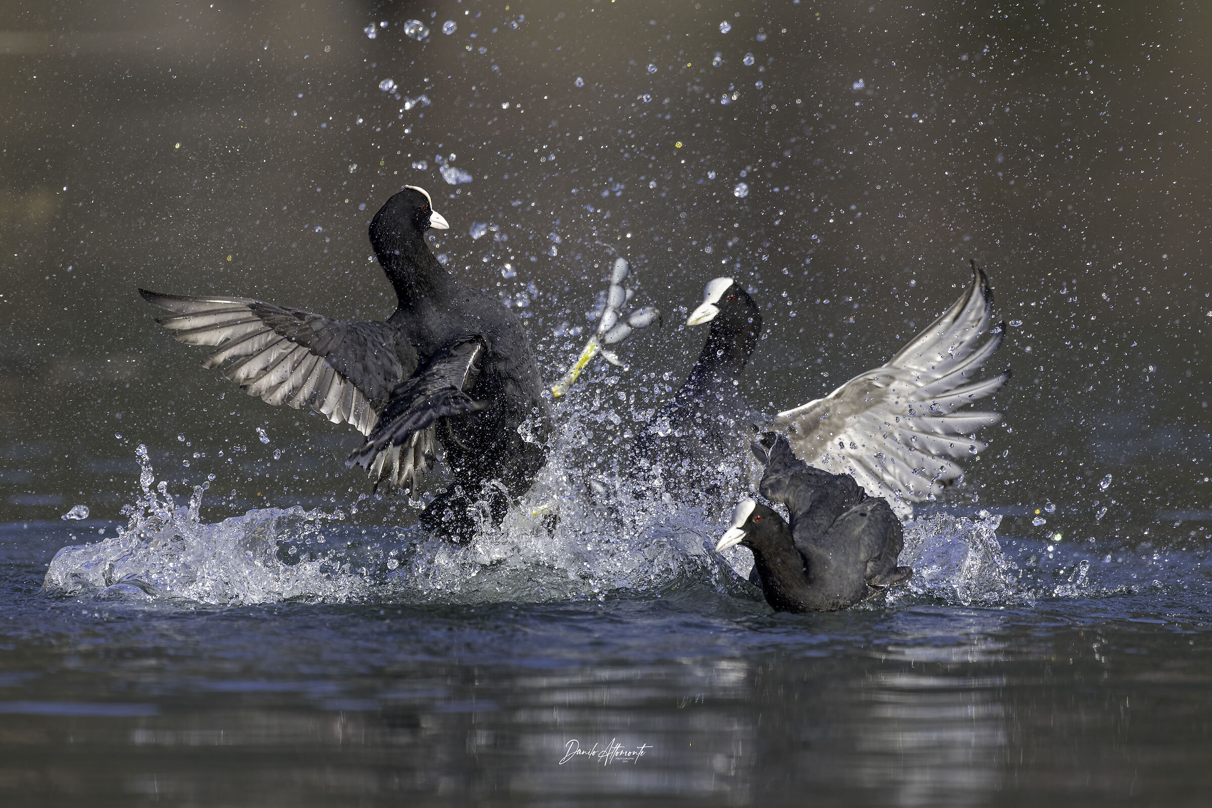 Coots