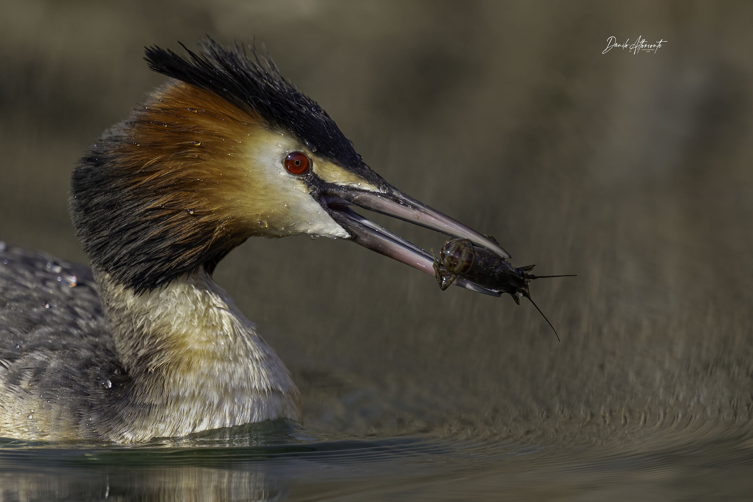 Grebe