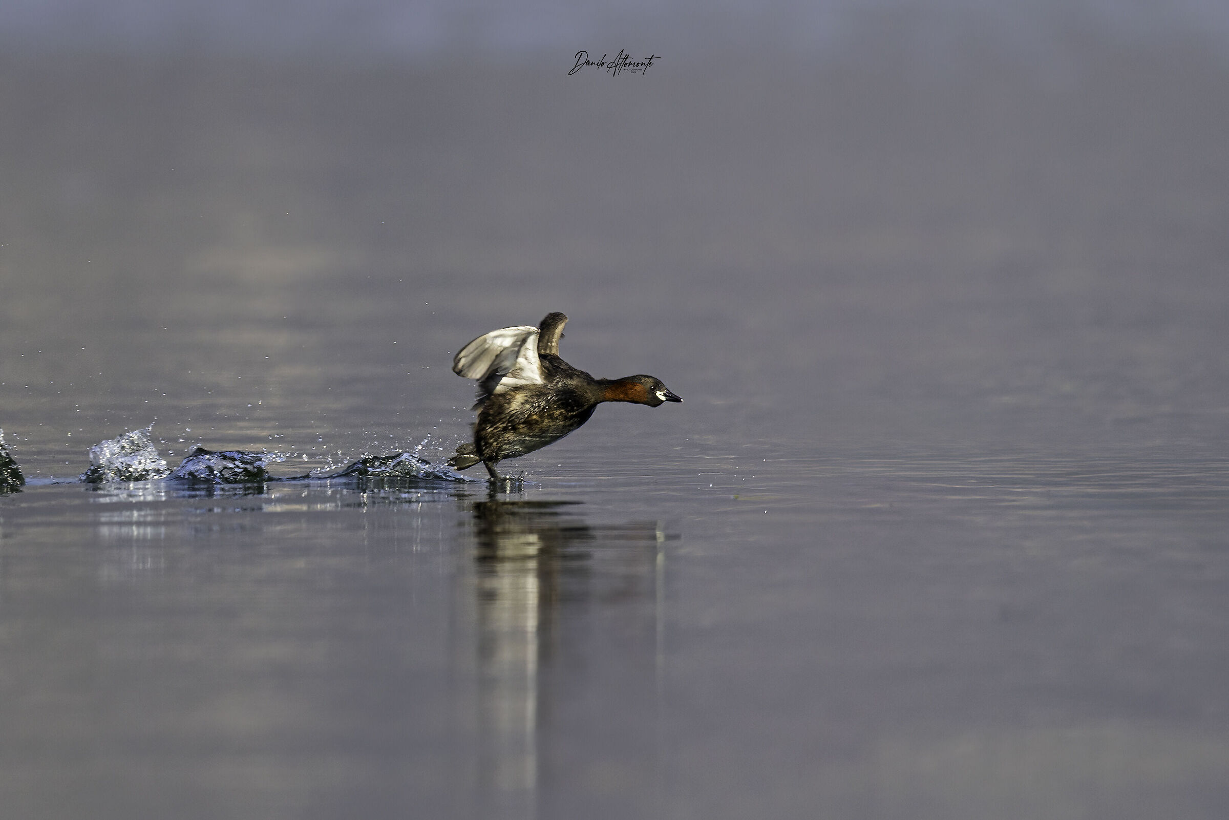 Little Grebe
