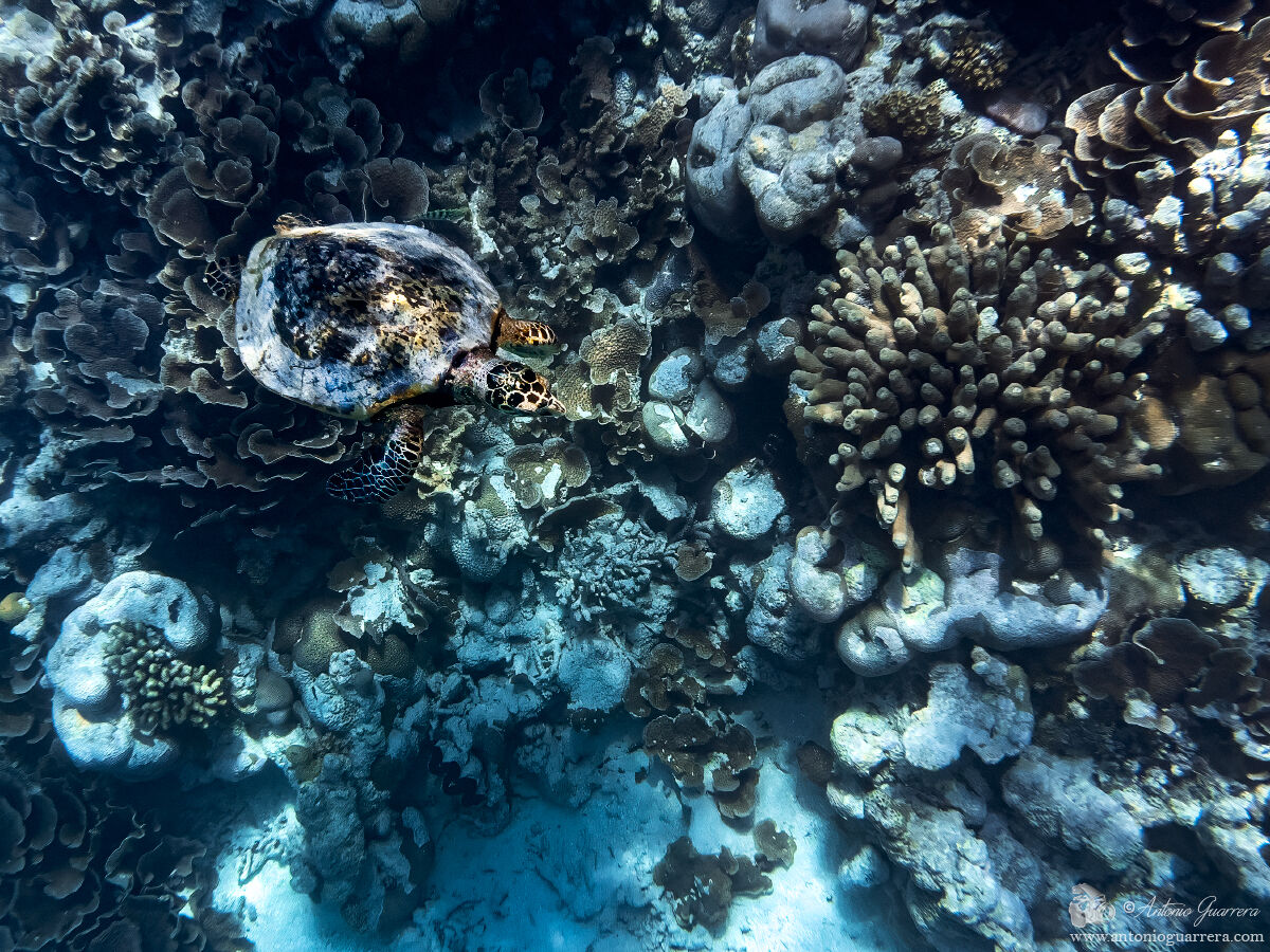 Turtle