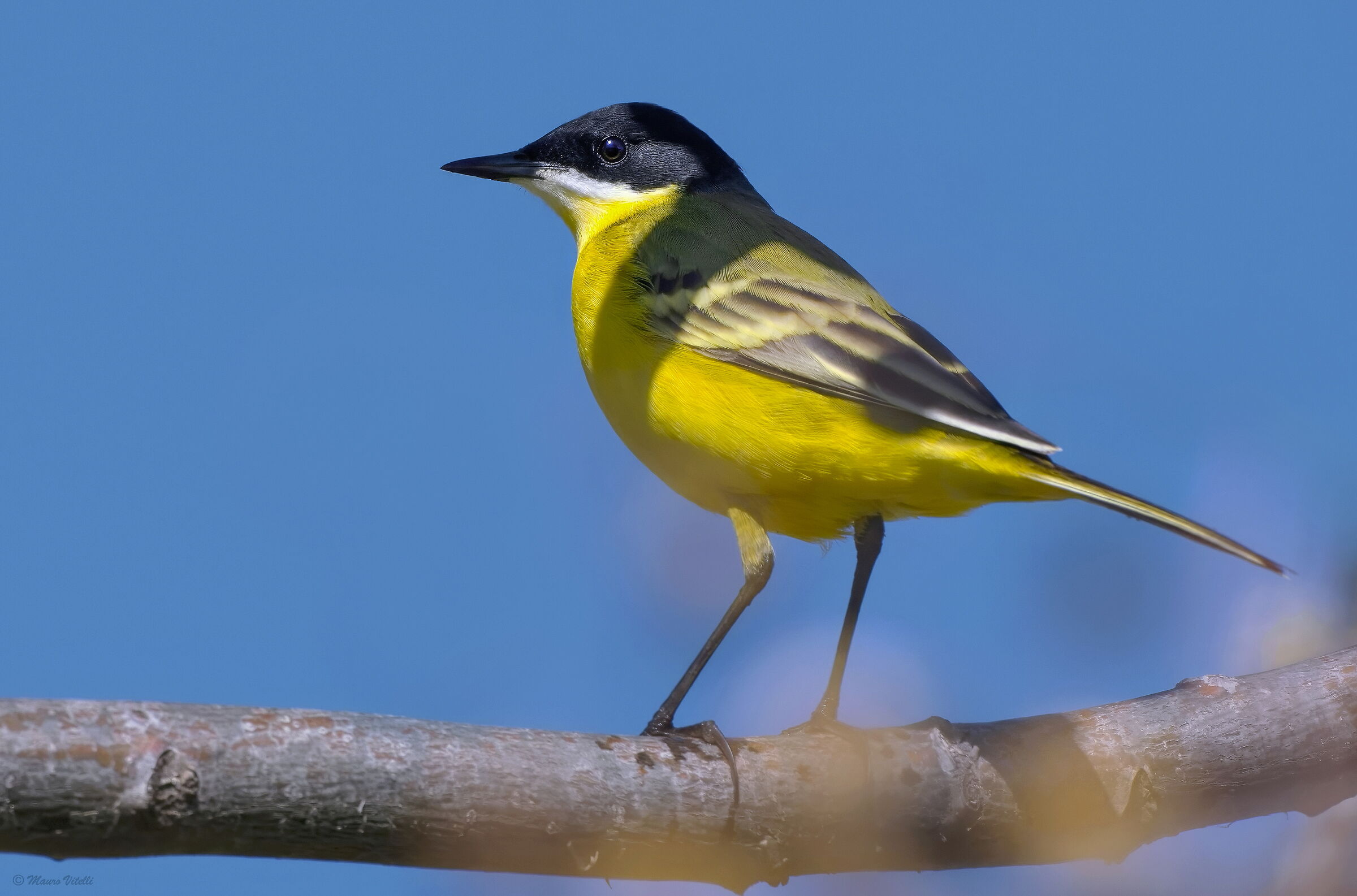 Blackcap wagtail (motacilla flava)